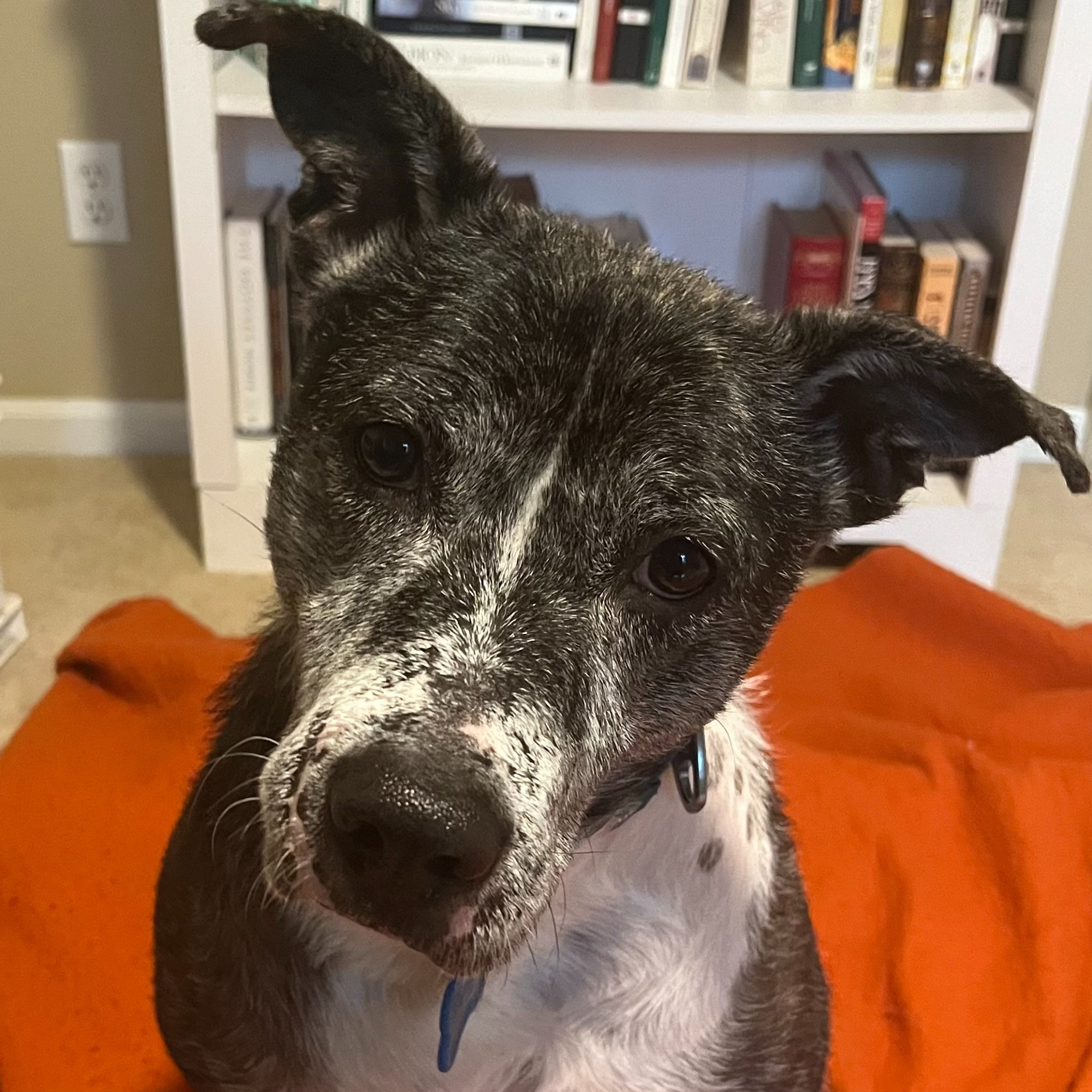 A black and white dog sits on an orange blanket and stares at the camera with his head tilted sideways.