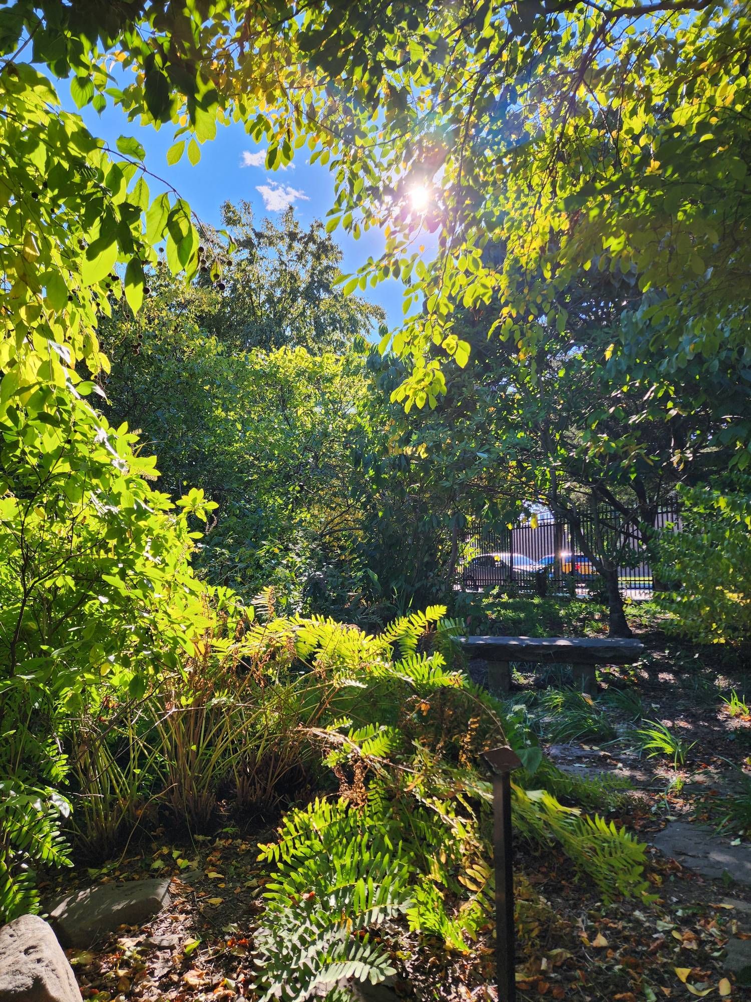 A contrasting lush garden landscape of sun and shadows