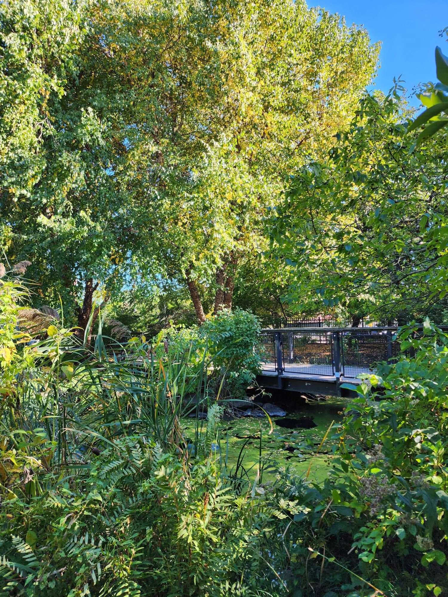 A pond in the center of the gardens with a small bridge going over it.