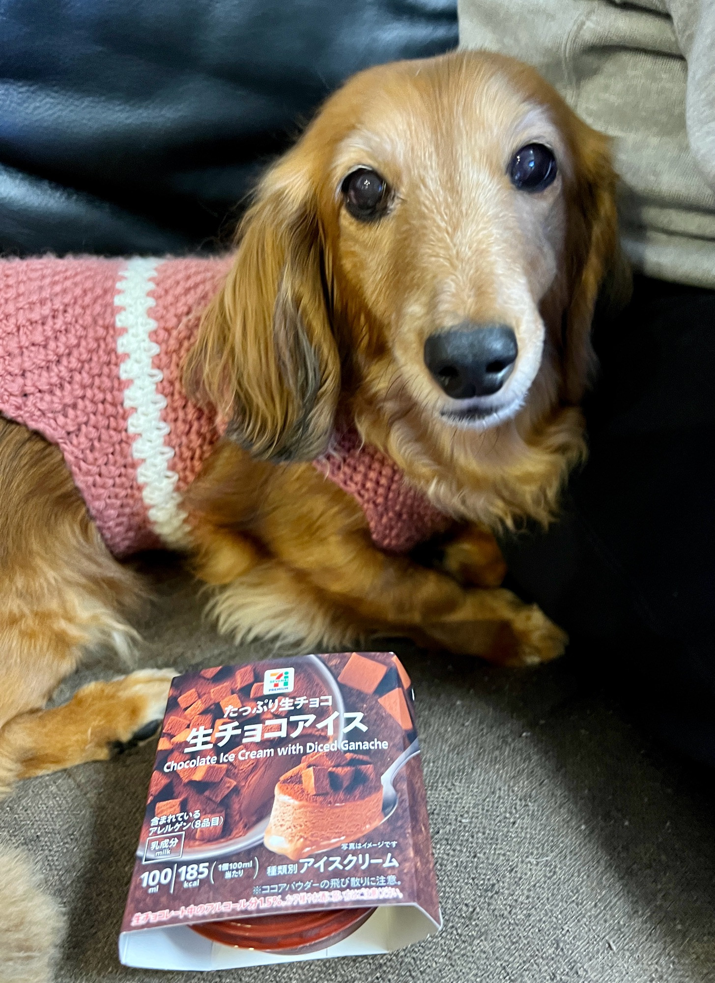 たっぷり生チョコ生チョコアイスとダックス犬。
ダックスフンド 犬 Dog わんこ Dachshund
スイーツ おやつ チョコレート