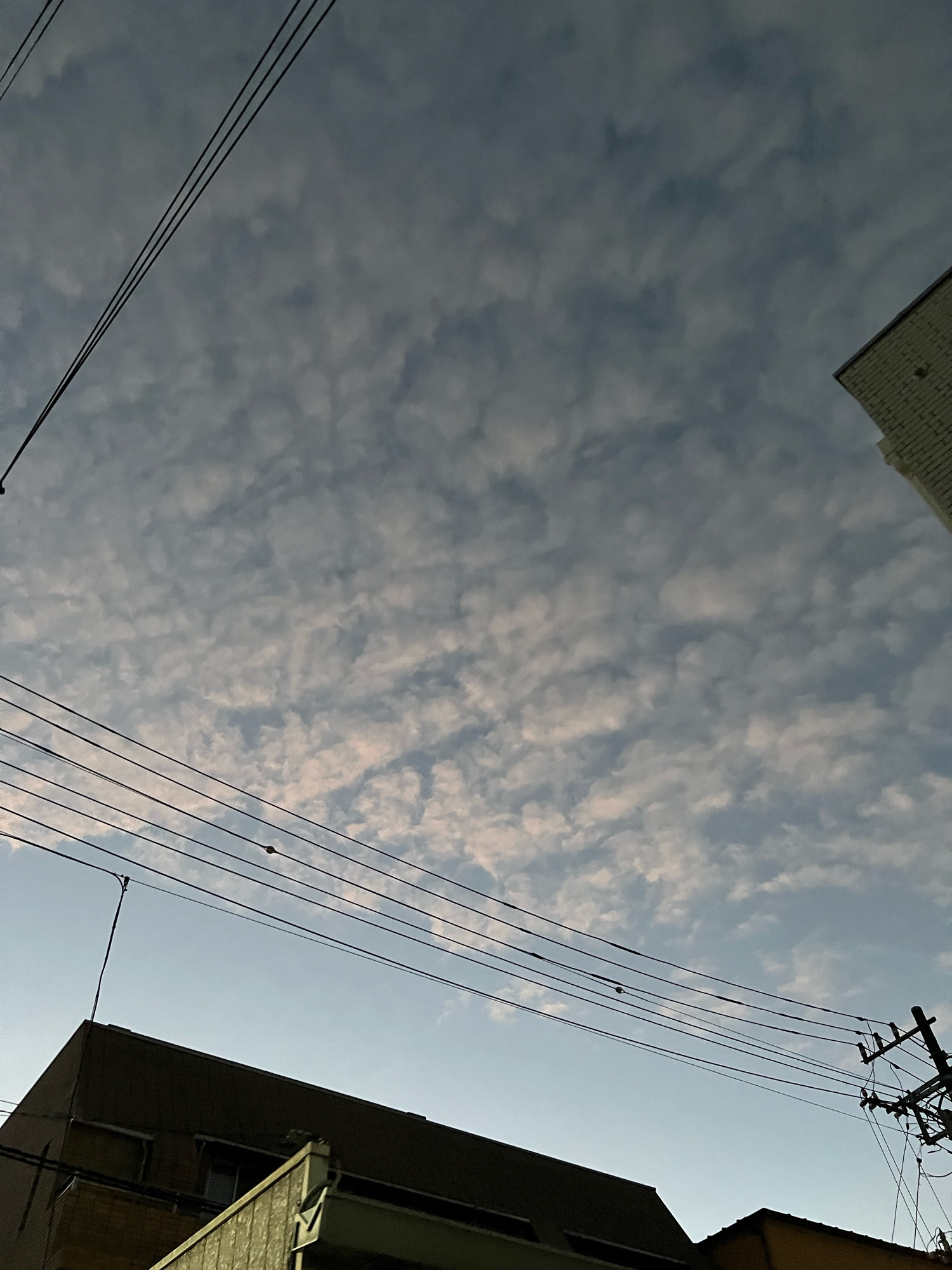 早朝のうろこ雲。