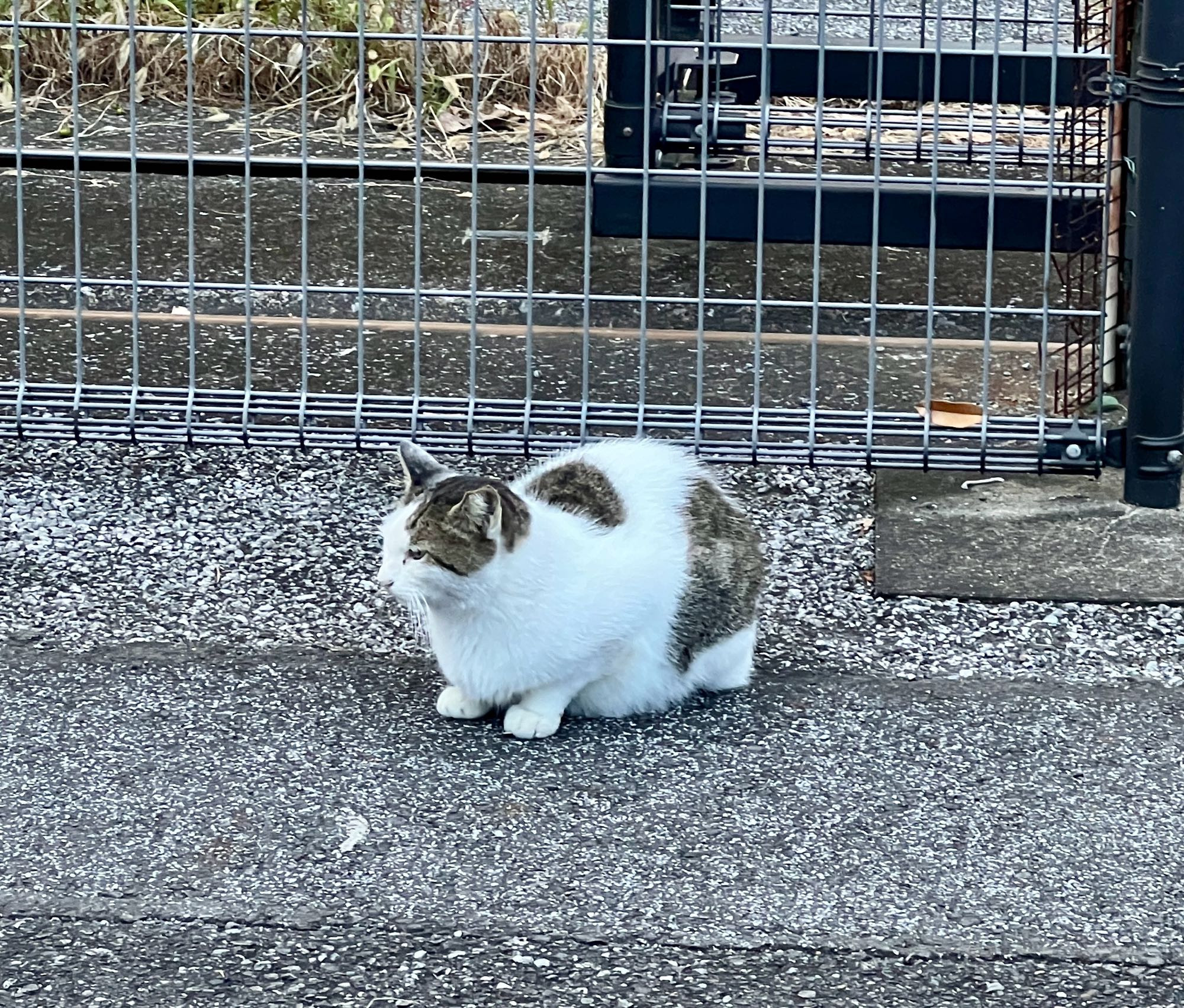 舎人公園にいたネコさん。
猫　ニャンコ