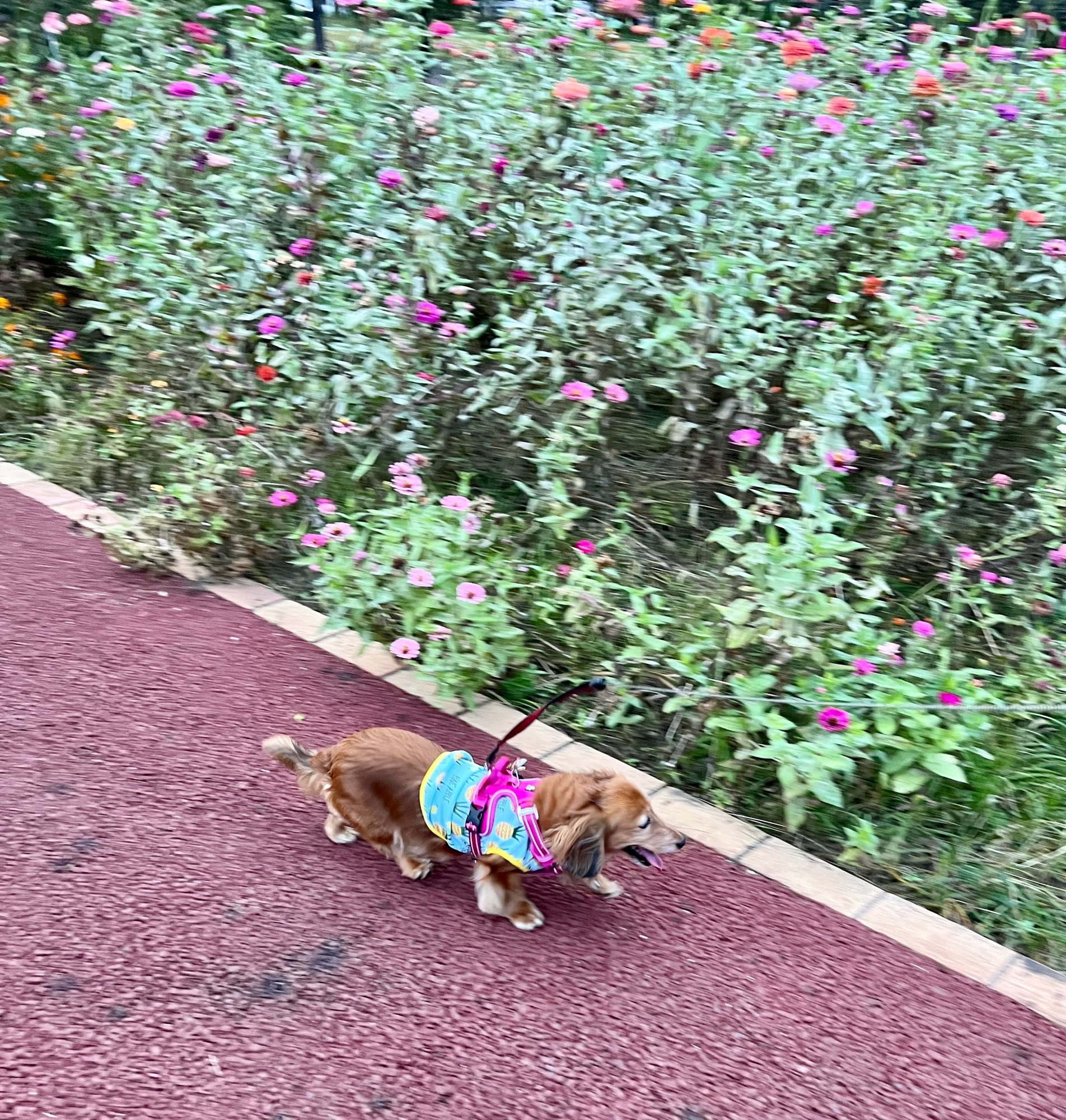 お花の横を散歩するダックス犬。