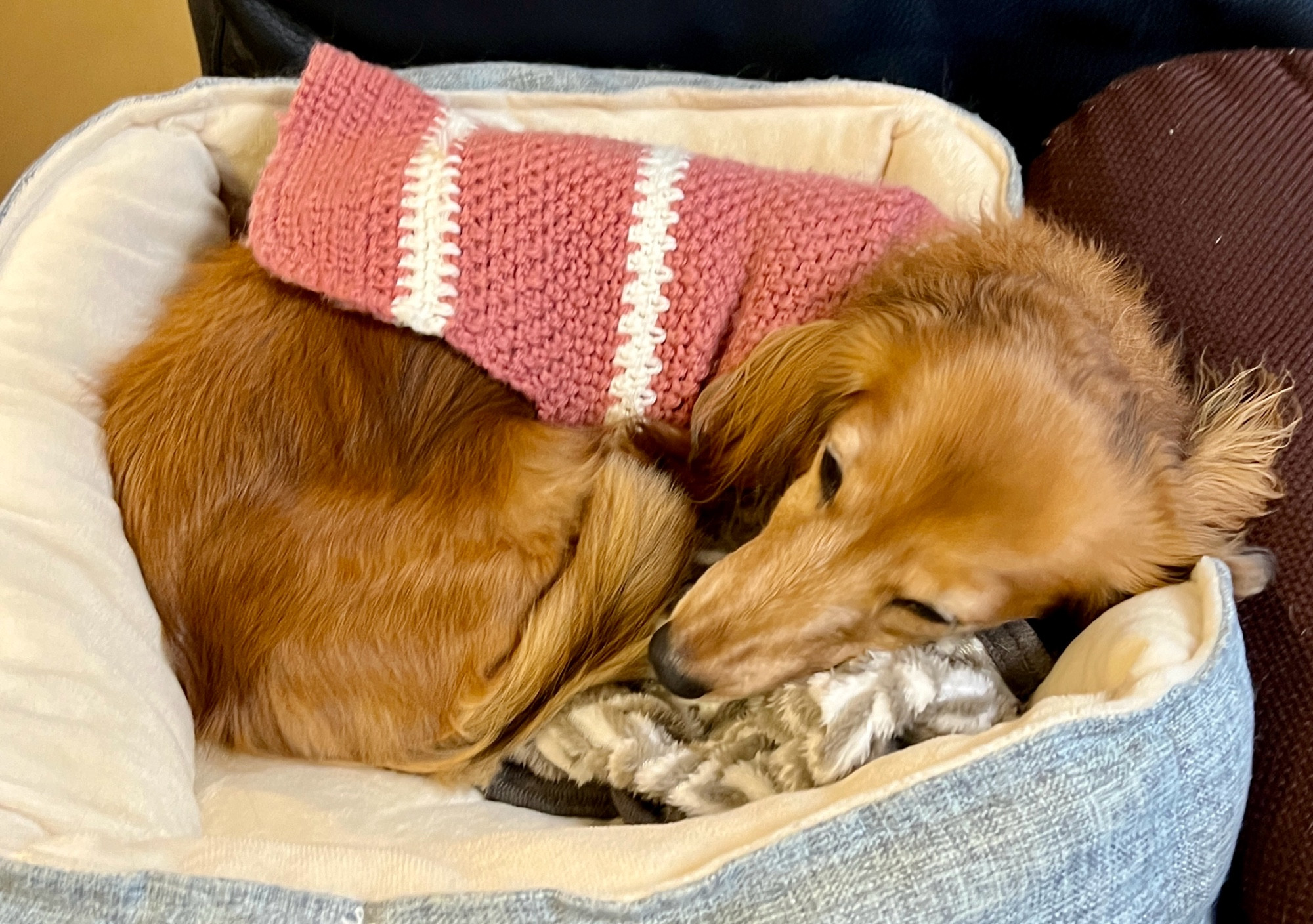 ベッドで丸まるダックス犬。ピンクのセーターを着ています。
ダックスフンド 犬 Dog わんこ Dachshund