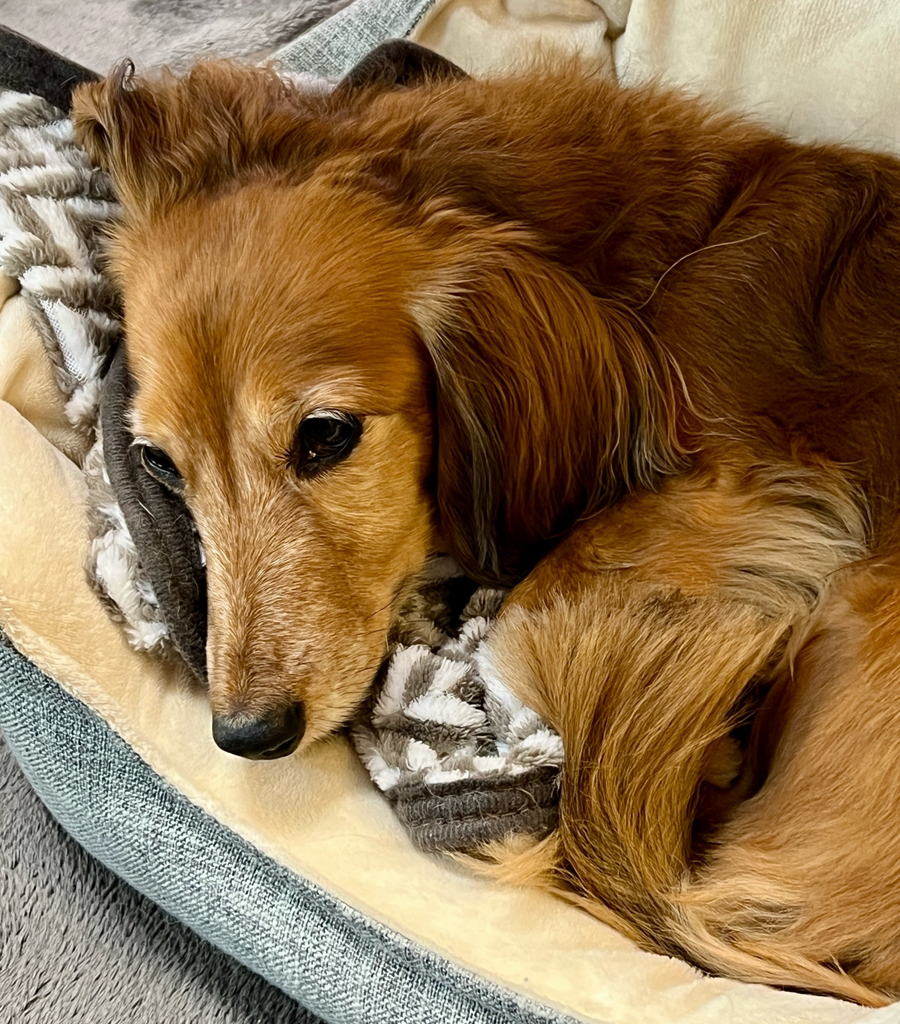 ベッドの中で丸まるダックス犬。
ダックスフンド 犬 Dog わんこ Dachshund