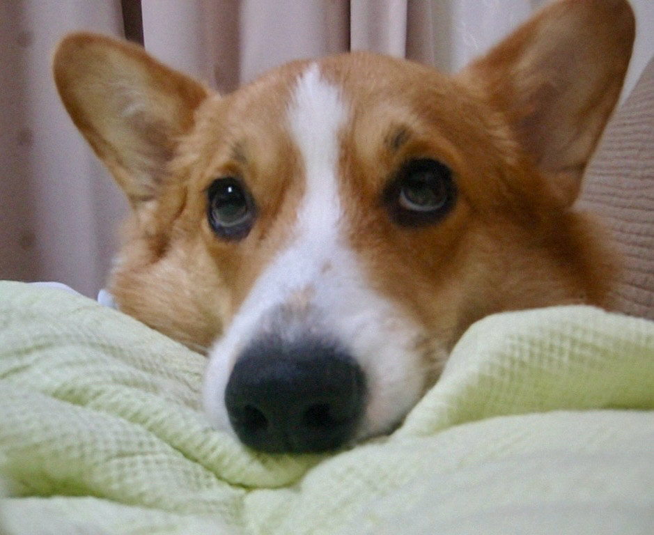 上目遣いなコーギー犬。
Corgi Dog わんこ コーギー