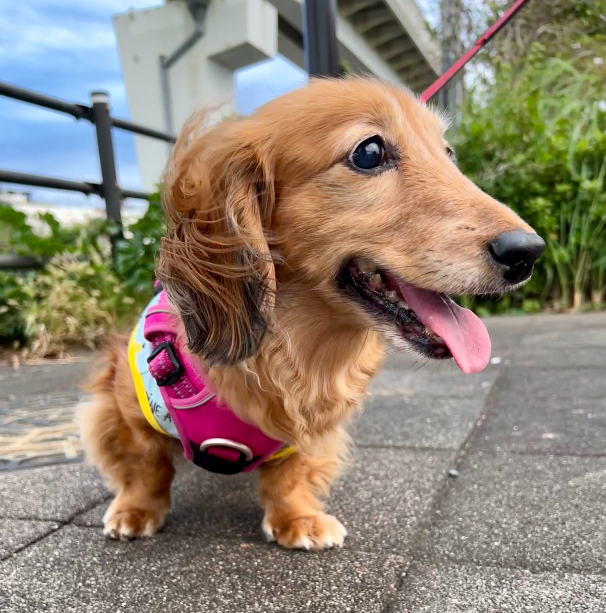 風に吹かれるダックス犬。
ダックスフンド 犬 Dog わんこ Dachshund