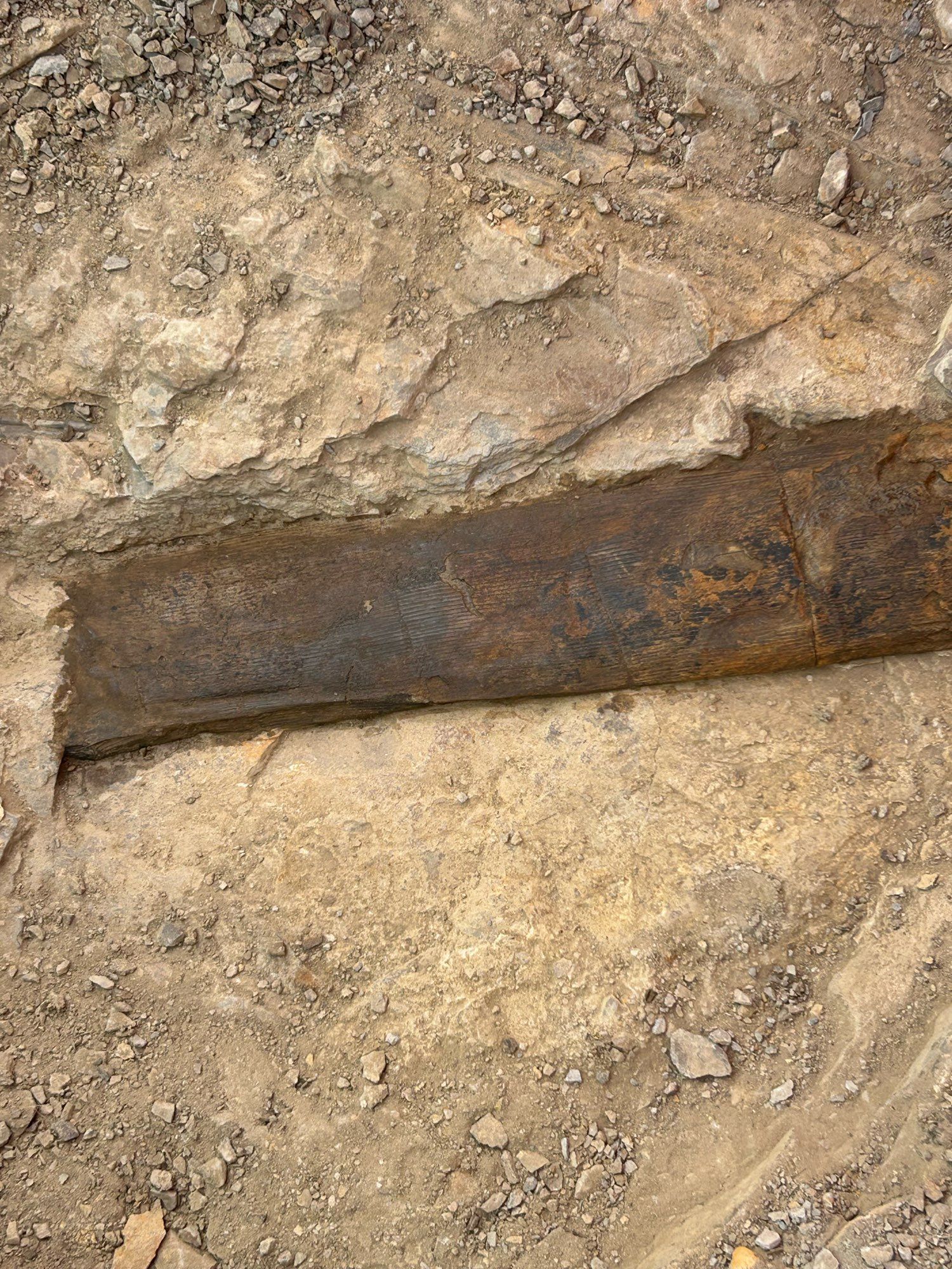 A cleaned up and varnished part of a fossilised tree