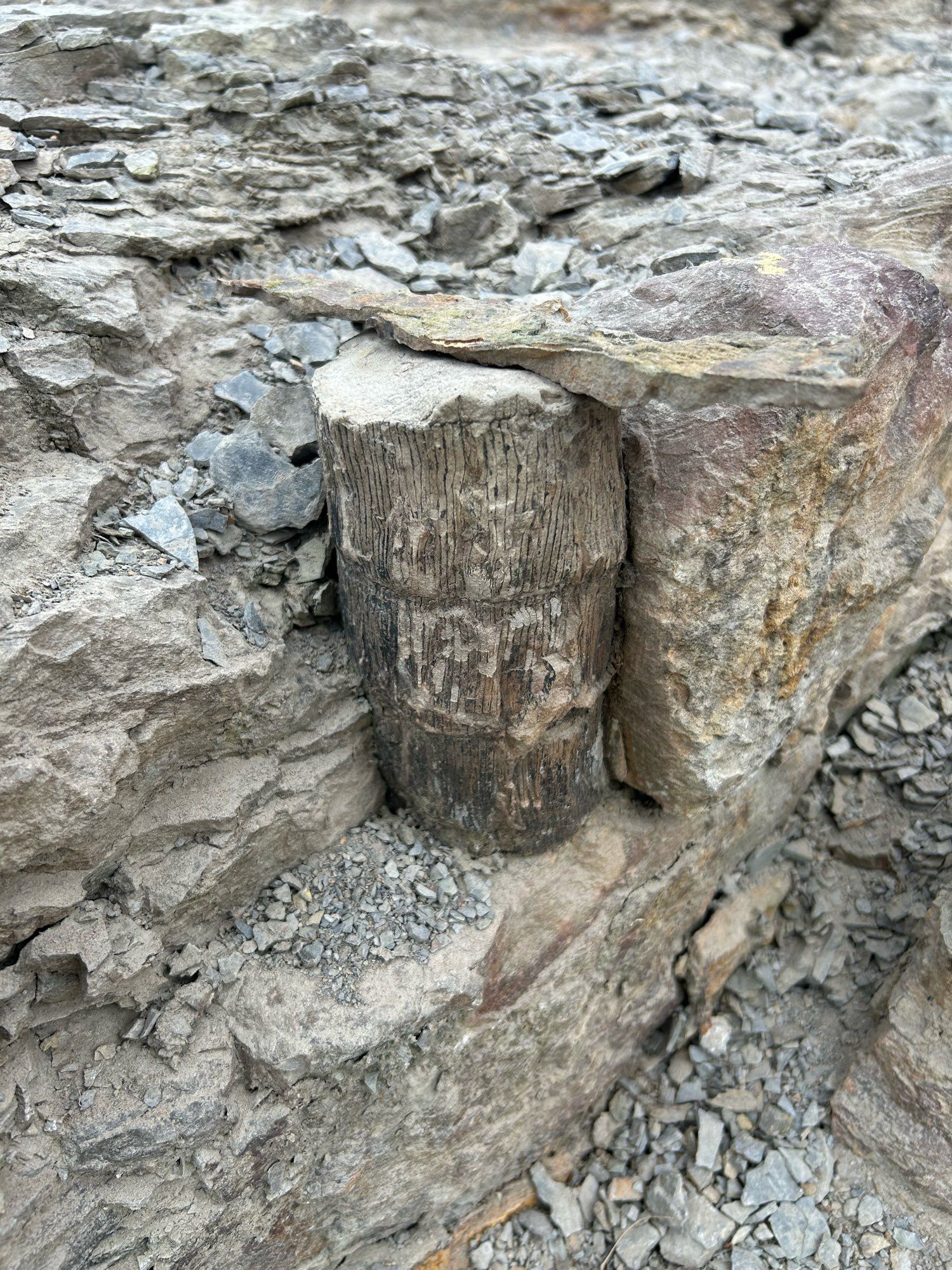 The trunk of a 315m year old fossilised tree in rock