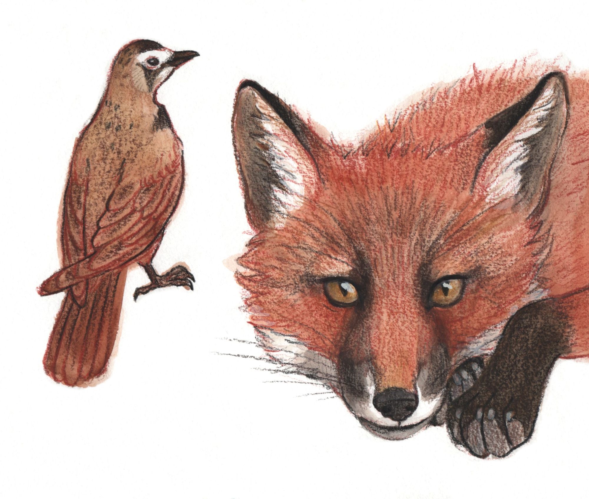 a sketch of a horned lark and a red fox. the lark has mostly brown feathers, with black and white patterns on their face. they are perched on the ground and facing away. the fox has reddish-brown and white fur, with black tips on the ears and feet. they are laying down and looking at you. (traditional media: watercolour and coloured pencil on paper.)