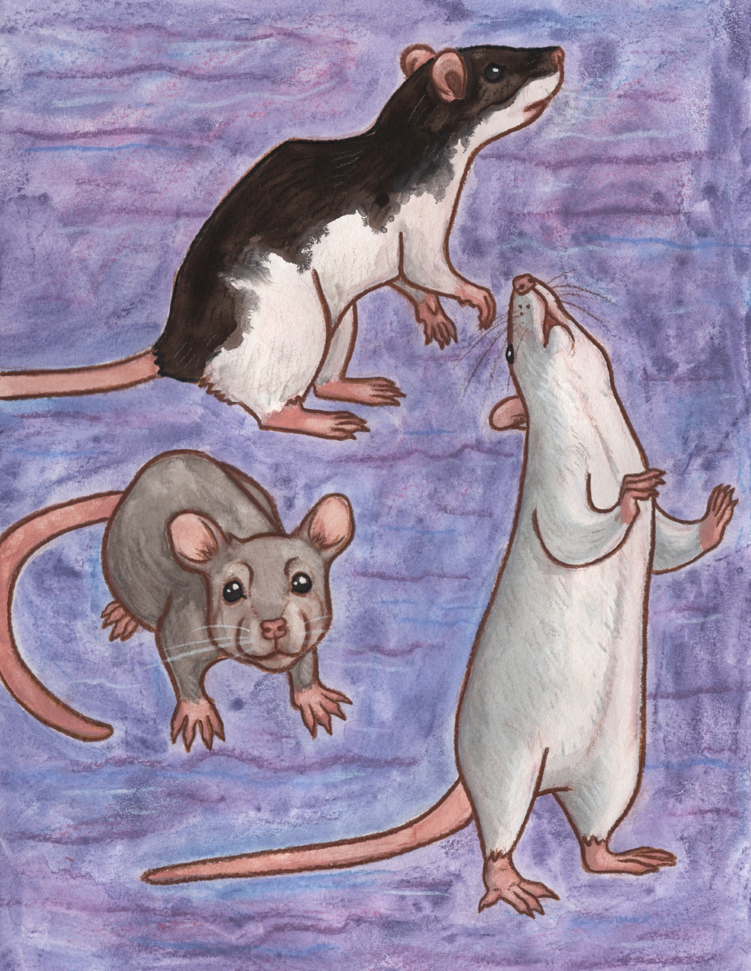 a collection of sketches of rats. shown in the image (clockwise from the top): a black and white rat looking around; a white rat standing up and sniffing the air; a grey rat pup being adorable. (traditional media: mixed media on paper.)