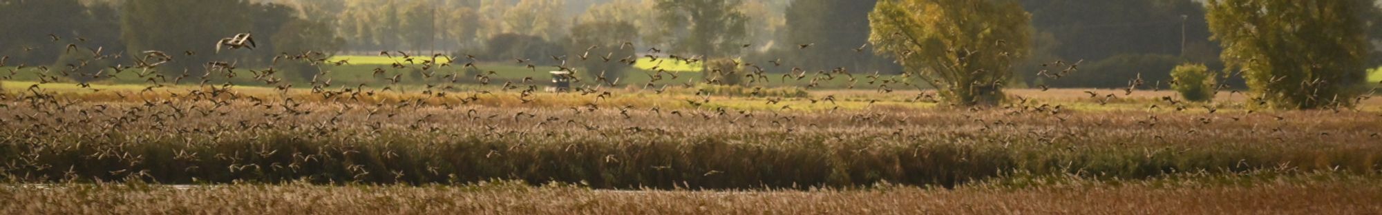 Entenvögel, Kranorama, Nationalpark Vorpommersche Boddenlandschaft.