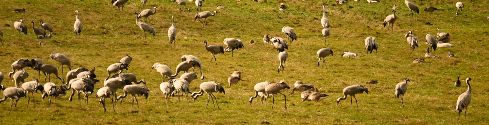 Kraniche, Kranorama, Nationalpark Vorpommersche Boddenlandschaft.