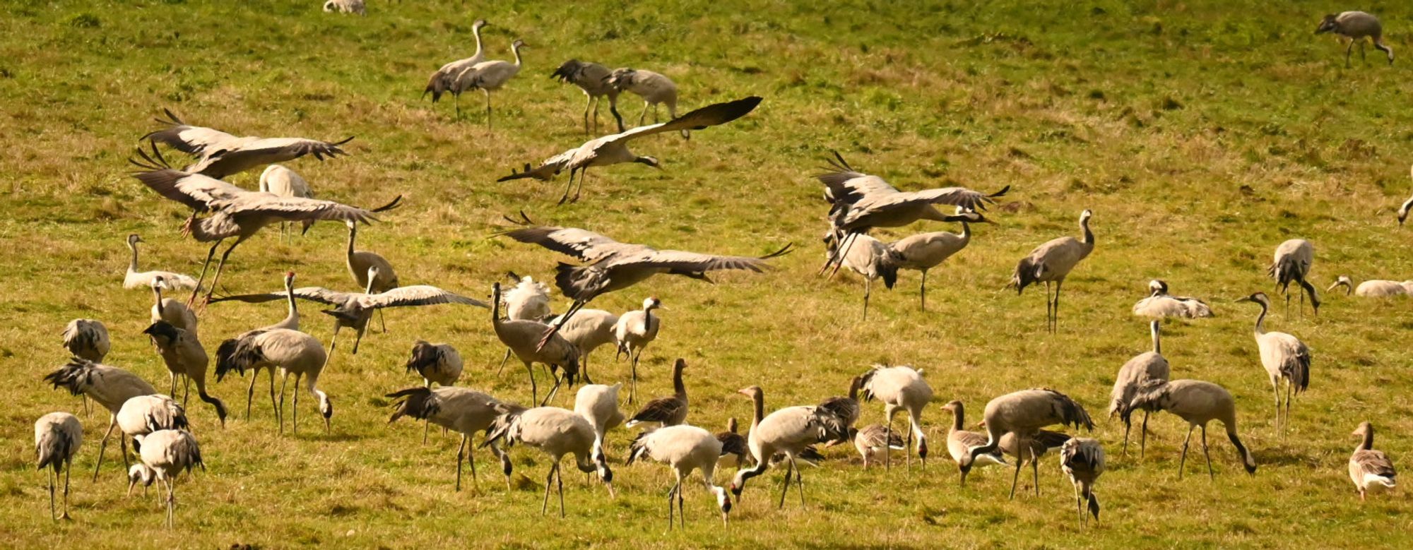 Vögel, Kranorama, Nationalpark Vorpommersche Boddenlandschaft.