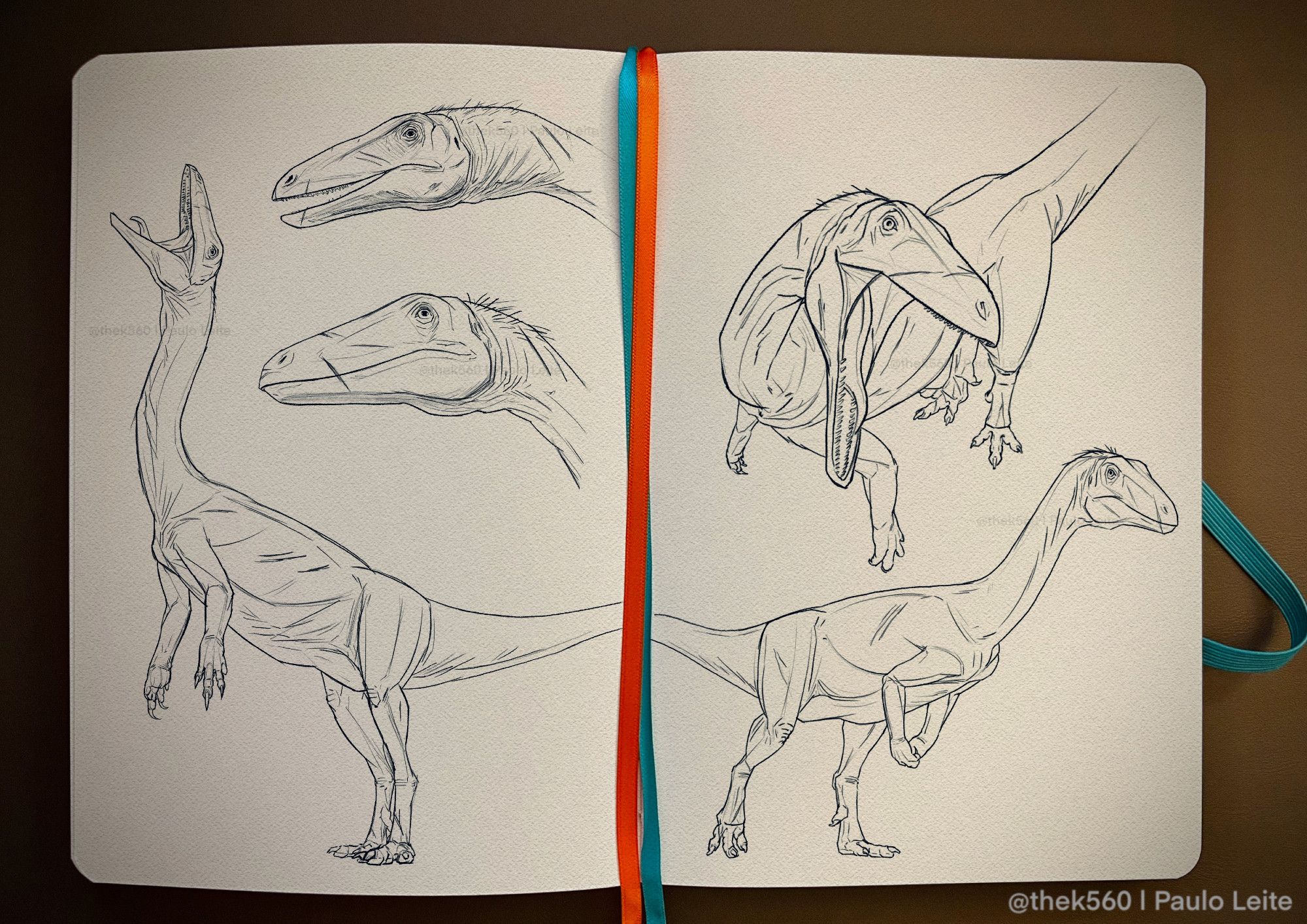 5 digital sketches of a coelophysis overlaid on a photo of a sketchbook