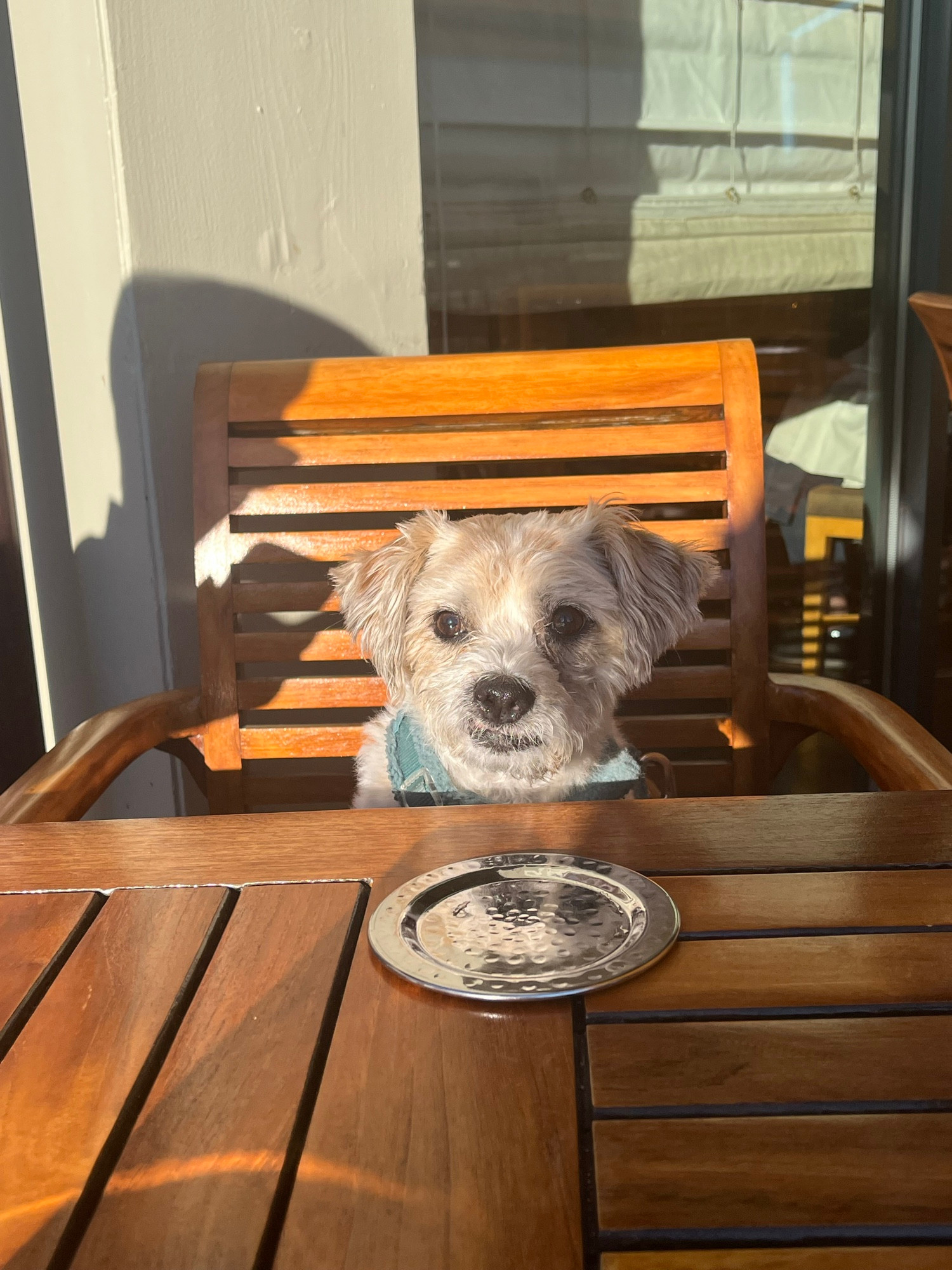 Photo of a small dog sitting on a chair at a dining table
