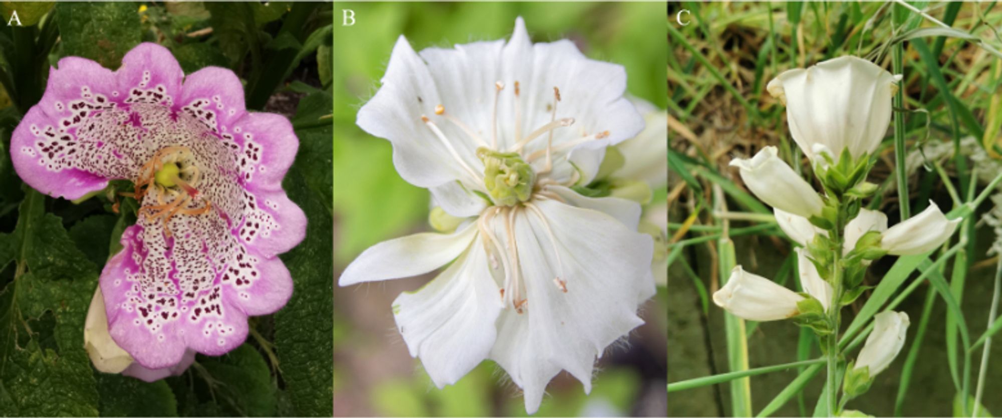 Large terminals flowers of Digitalis purpurea plants. Figure reference: https://doi.org/10.1101/2024.02.14.580303