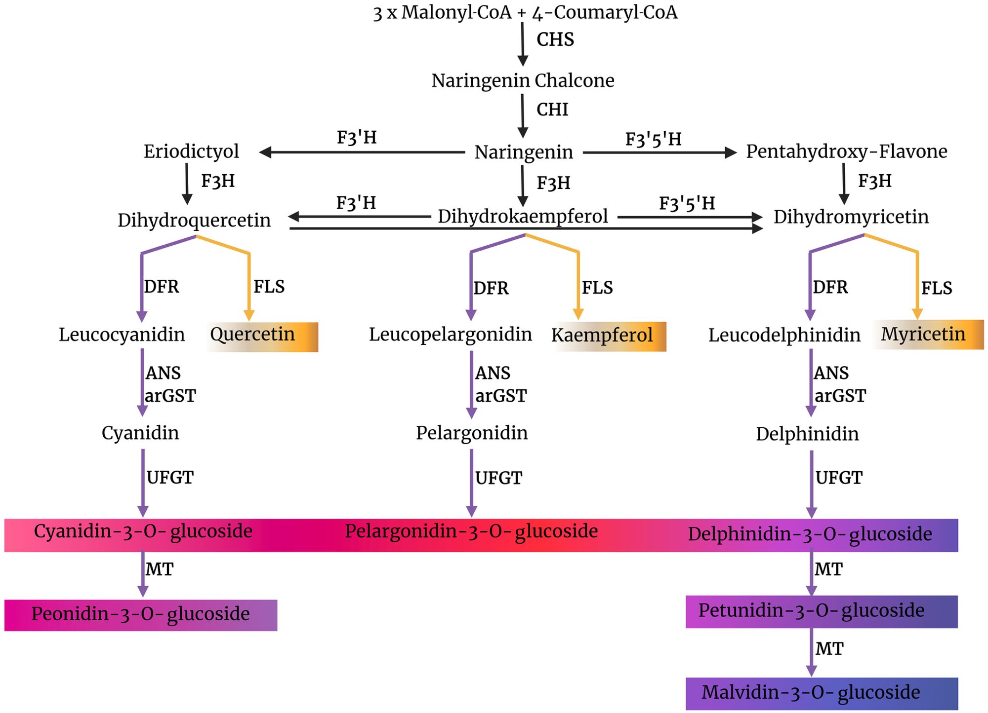 Competing branches of anthocyanin and flavonol biosynthesis. Figure source: https://doi.org/10.1371/journal.pone.0305837