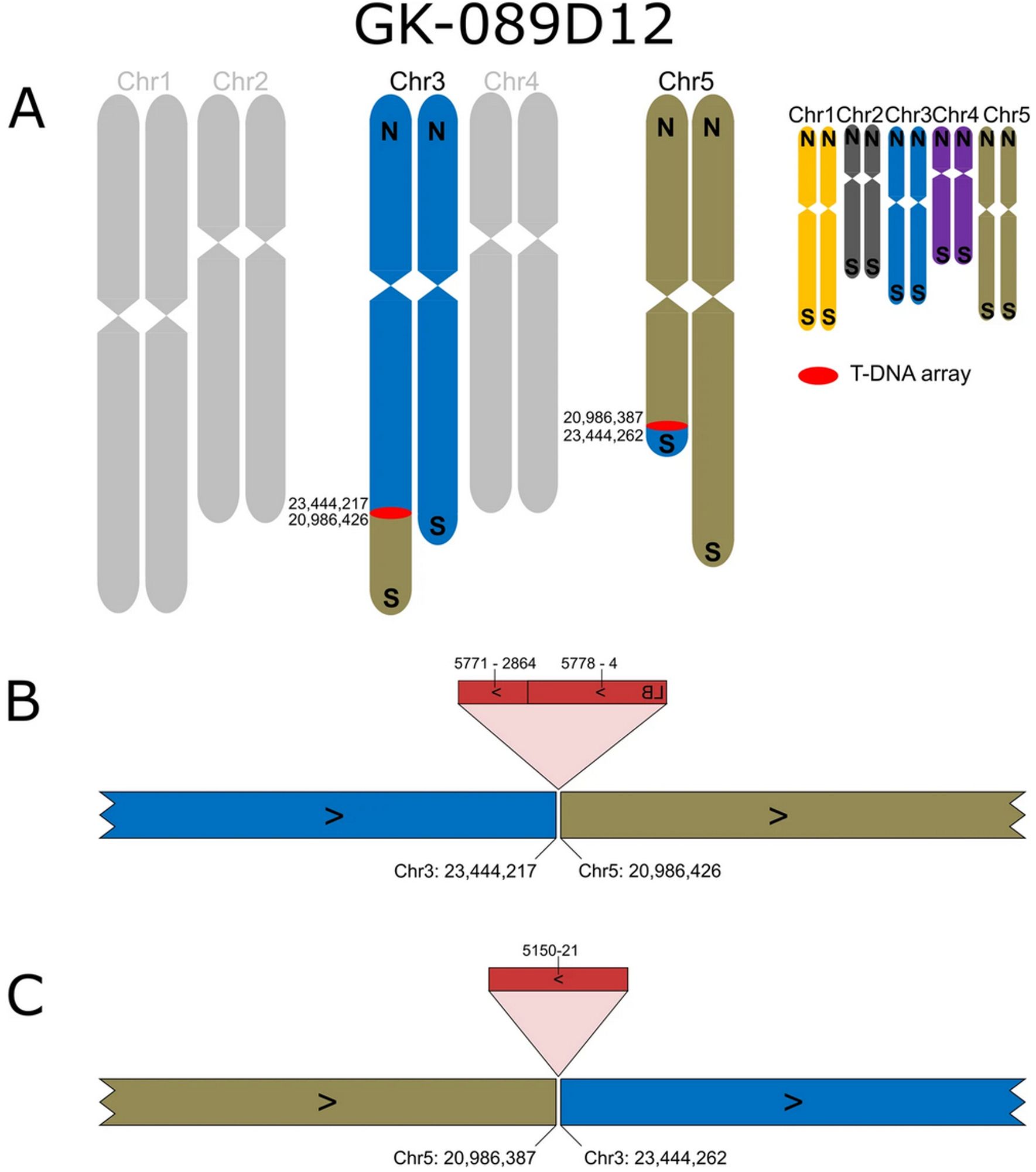 Structural variants in a T-DNA insertion line of the GABI-Kat population. Figure source: https://doi.org/10.1186/s12864-021-07877-8