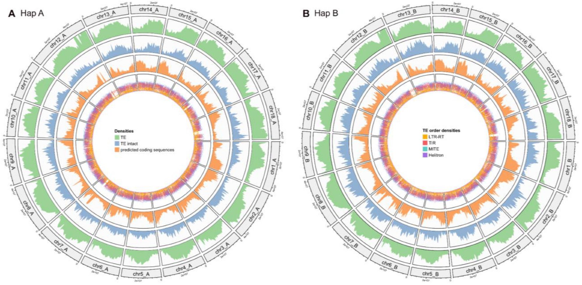 Circos plots showing the density of TEs in the two haplophases of the cassava genome sequence. Reference: https://doi.org/10.1101/2024.09.30.615795