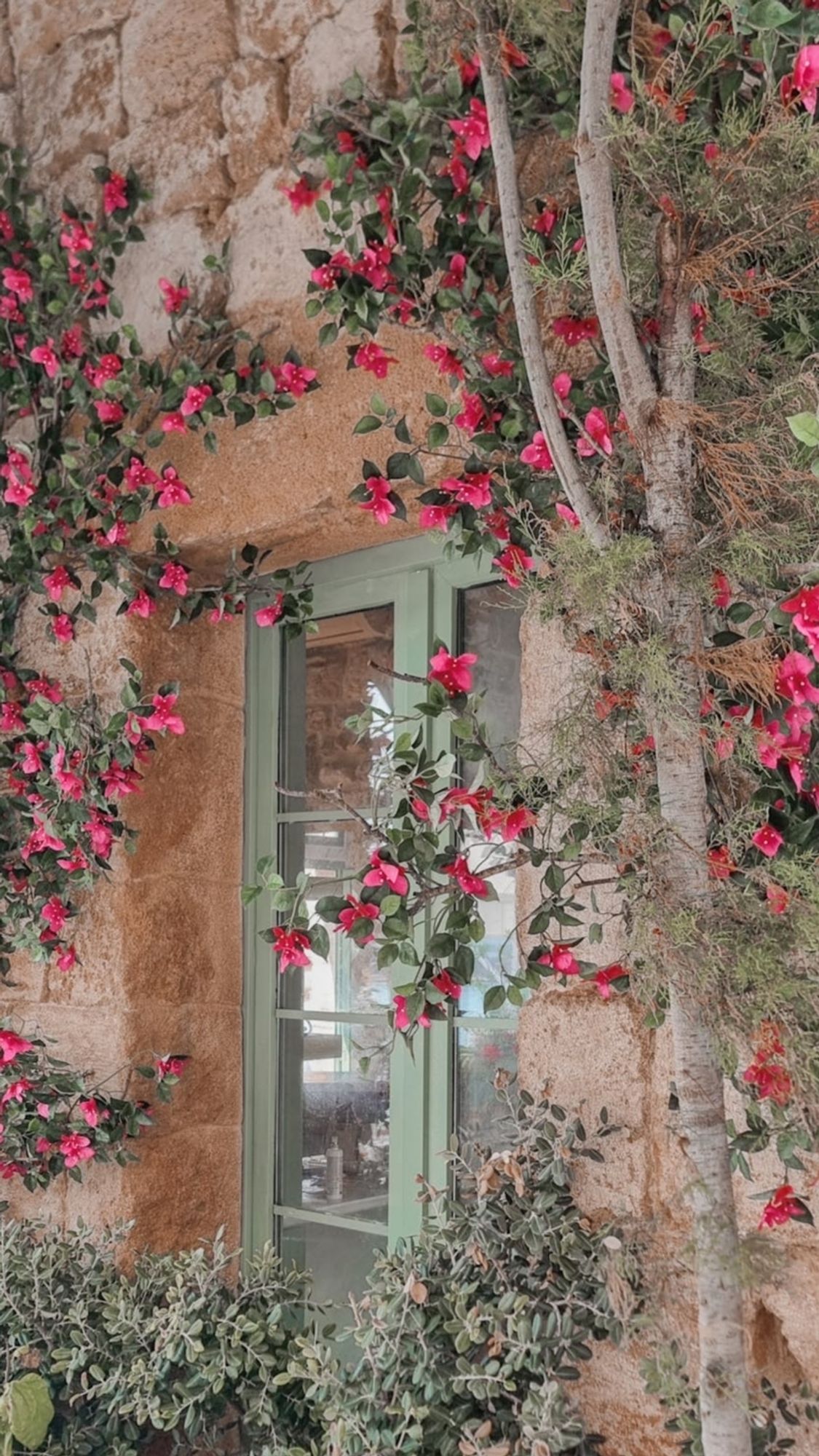 A large window in light green wood and glass, set back on an ochre stone wall.
There are trees on the left and right, giving pink flowers that fall back over and in front of the window.
📸: Rasha Saadeh.