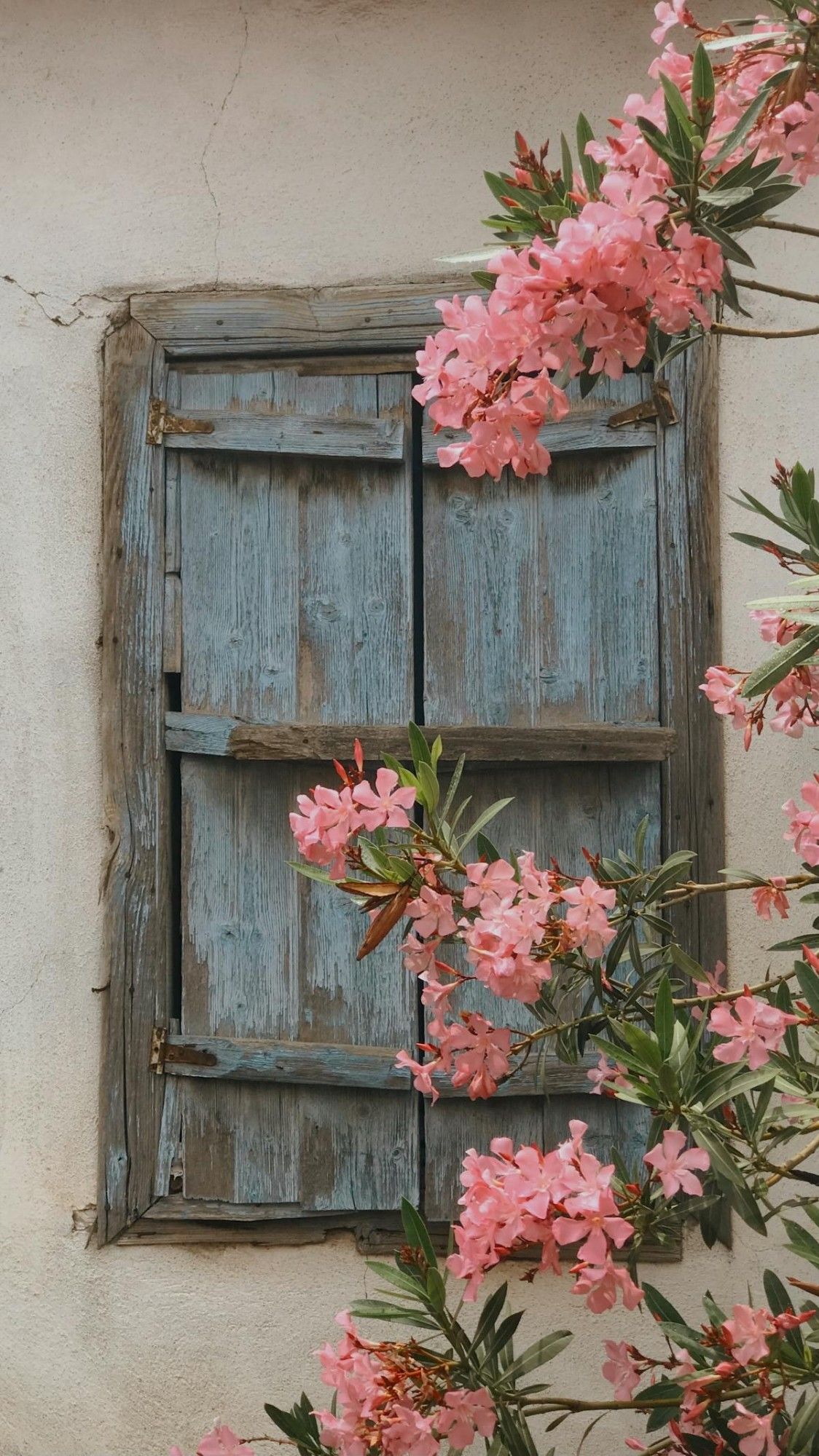 A very old window with blue faded wood shutters closed and very damaged, on a light cracked wall.
In front on the window, an oleander (pink flowers).
📸: Muhtelif.