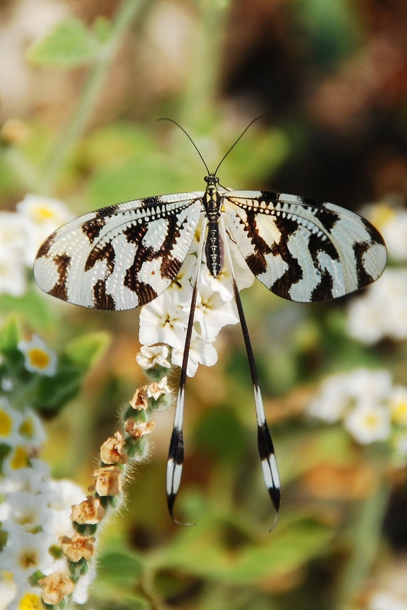 A butterfly whith stunning black patterns on its white wings, on white flowers.
📸: katja.