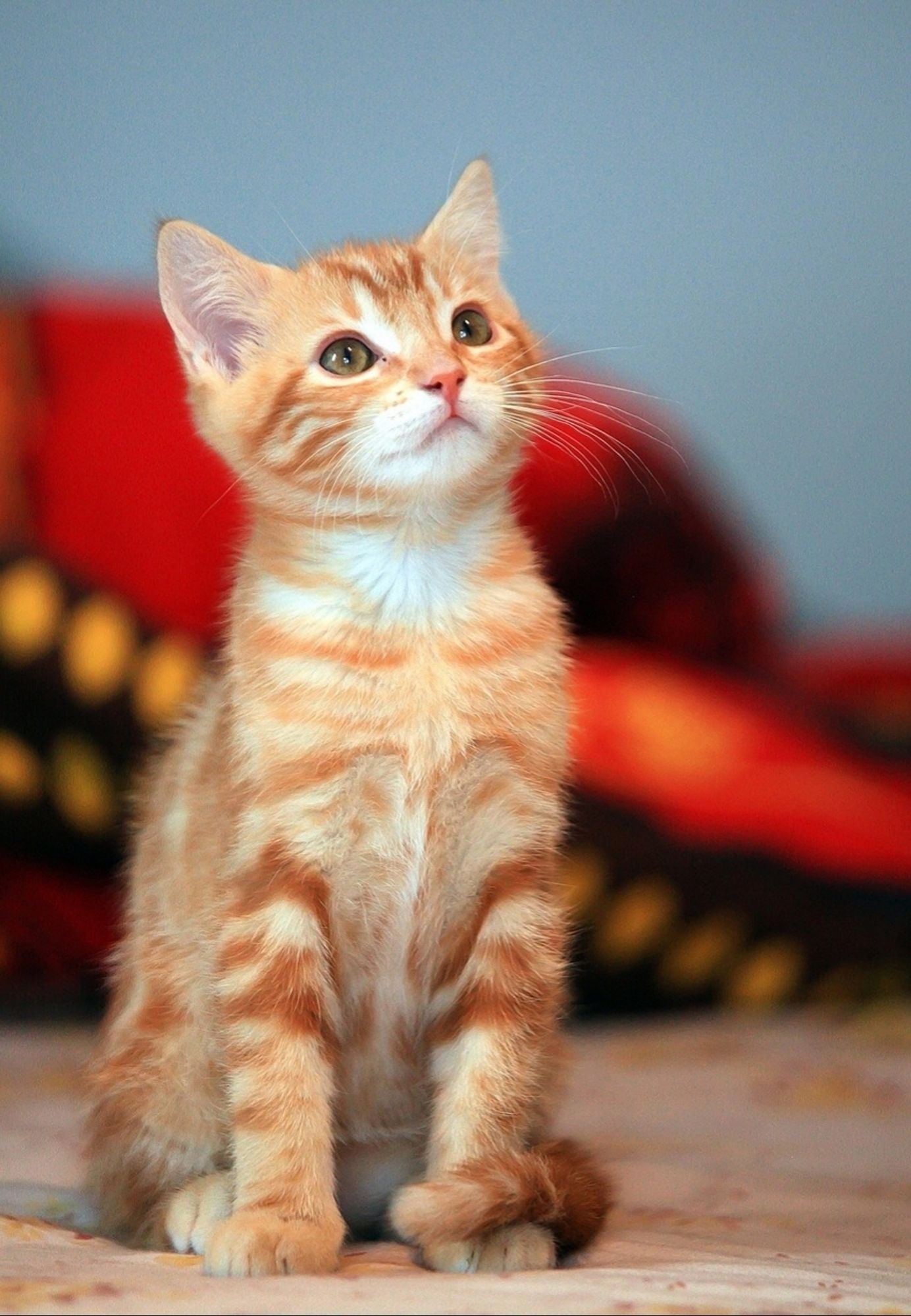 A red tabby cat with white hair around the mouth and under the head, is sitting with his tail resting on one of his front paw.
He is photographied from the front and looks up with an adorable facial expression as if he was smiling.
📸: Manosainz.