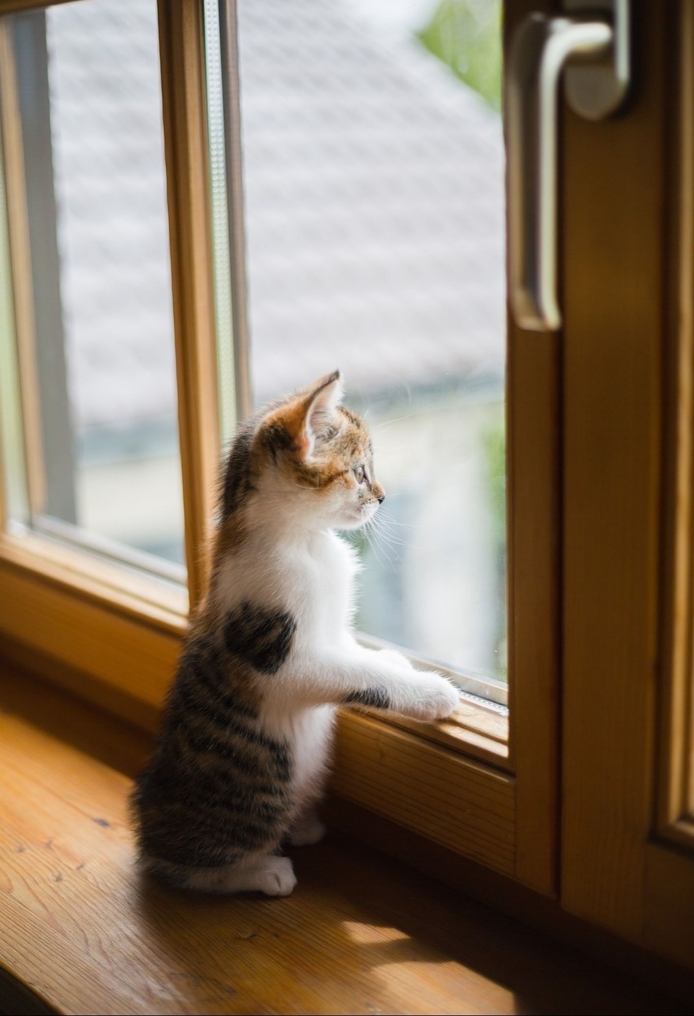 A white, red and grey (calico?) kitten is sitting on the inner threshold of a large closed wooden window, with its front legs resting on the edge of it.
He looks curiously at the outside through the window.
📸: g3gg0.