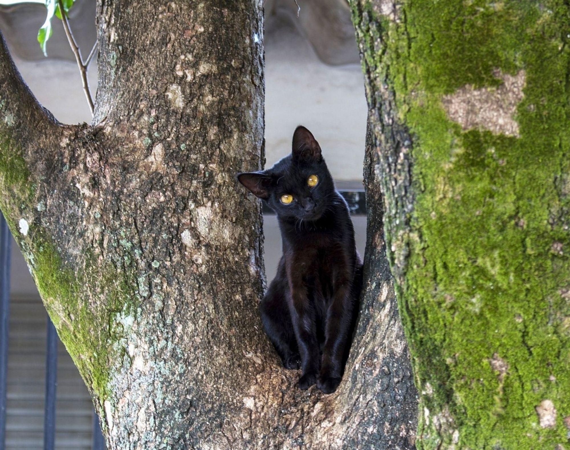 A black cat with yellow eyes sitting on a tree full of green moss, and looking curiously at the photographer with his head bent to one side.
📸: JoaoBOliver.