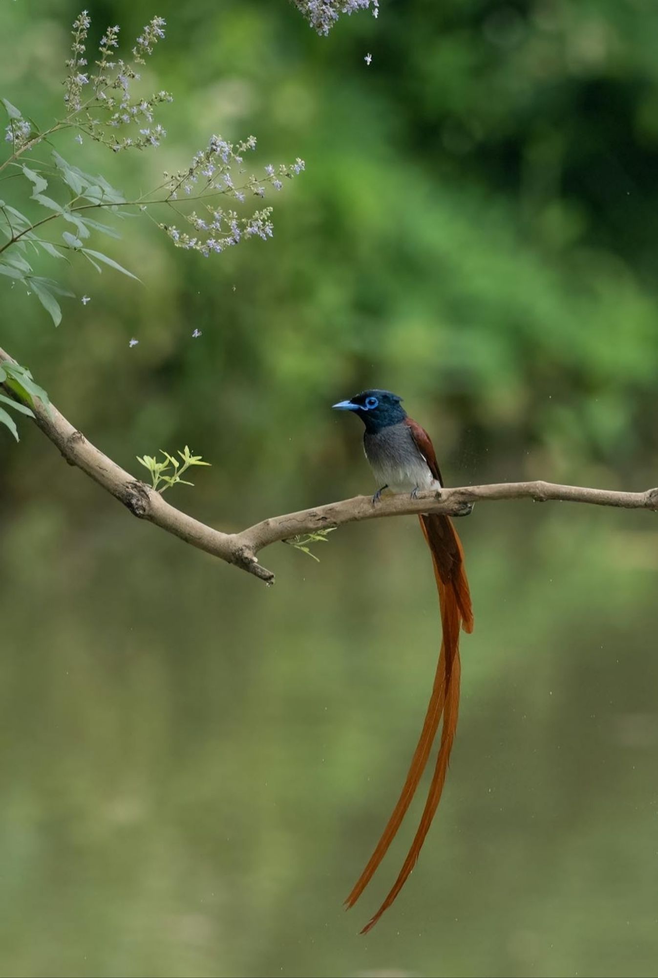 A bird with a black head, blue circles around the eyes and blue beack, orange red feathers on the wings and a long orange red tail ( Indian Terpsiphone Paradise).
It's perched on a branch.
📸: Obo Teng.