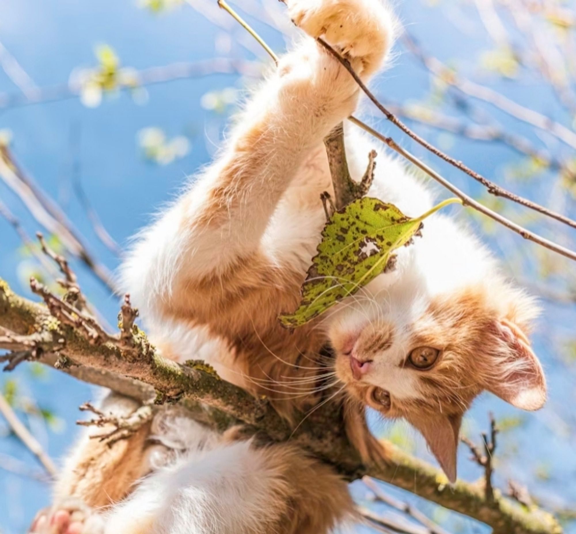 A white and orange tabby cat on a tree; he stands with his front legs on small branches and the body is supported by a larger one.
His hind legs are into the void, and he looks down.
📸: Victor Serban.