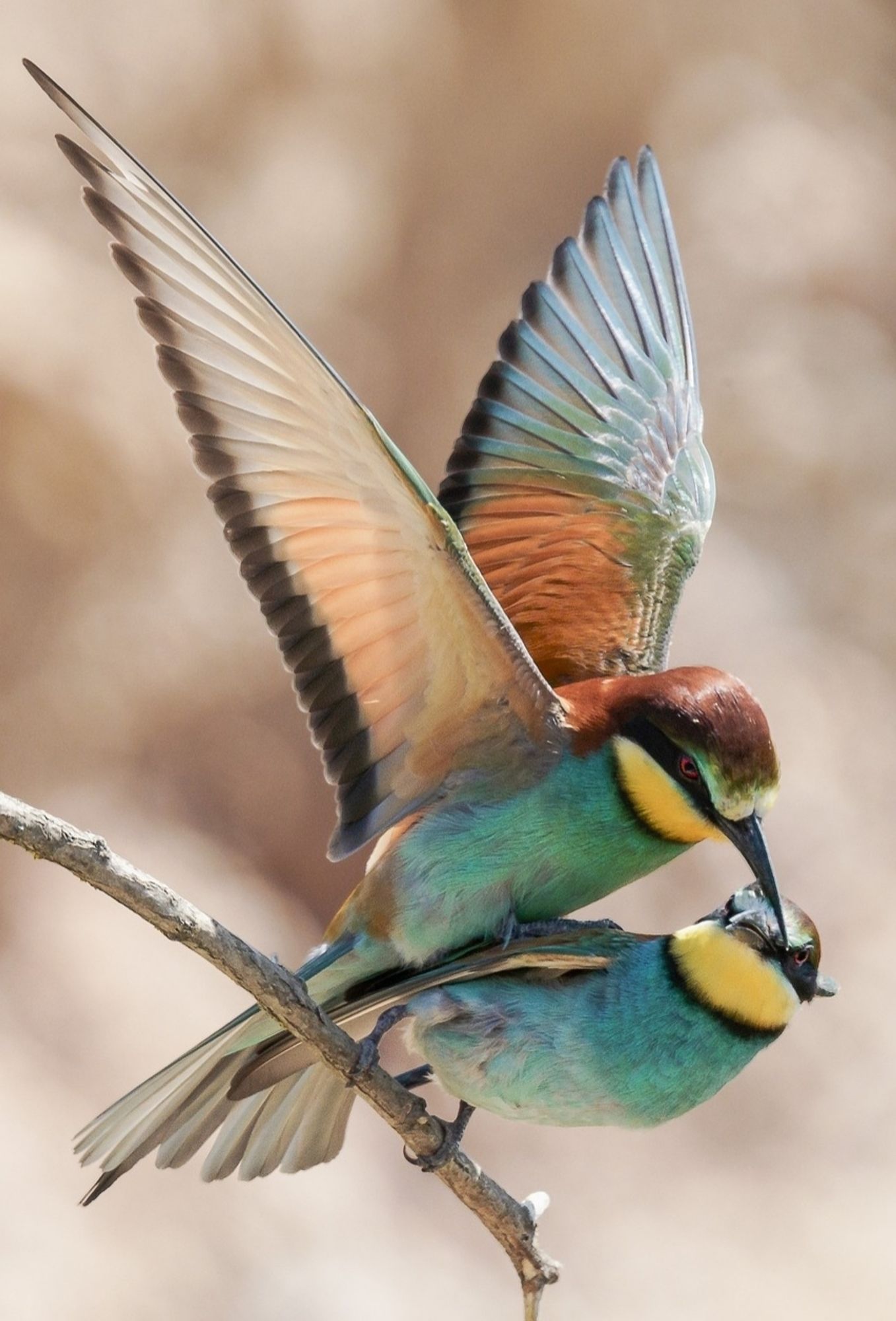 Two colorful birds (bee eaters - green,blue,yellow,orange) on a branch.
One with spread wings and the other looking at him.
📸: bea61.