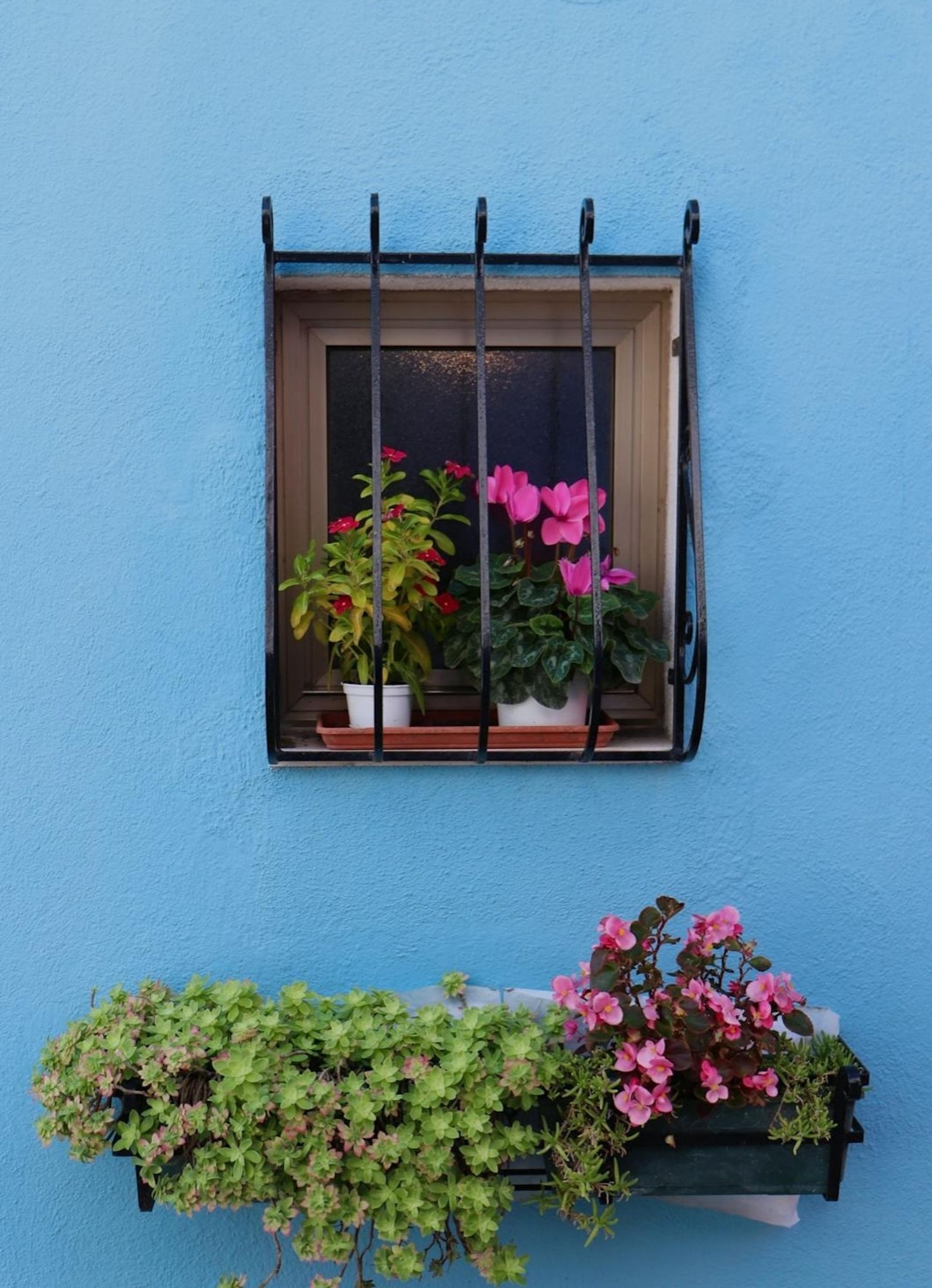 A small wooden window with a grid on a blue wall.
On the window sill, there are flower pots ( a pink cyclamen and red flowers ).
Under the window, there is a large planter with green succulents and a pink begonia.
📸: valentinatoniutti.