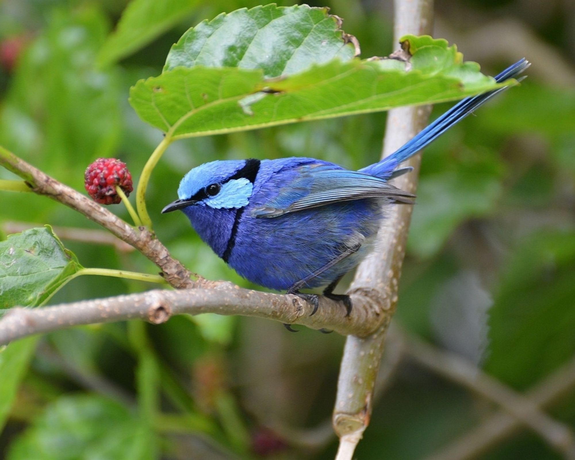 A blue bird with turquoise feathers on top of the head and   under the eyes, and a "necklace" of black feathers 
(Splendid Fairywren).
It is perched on the branch of a small fruit tree with red berries.
📸: MacHaggis.