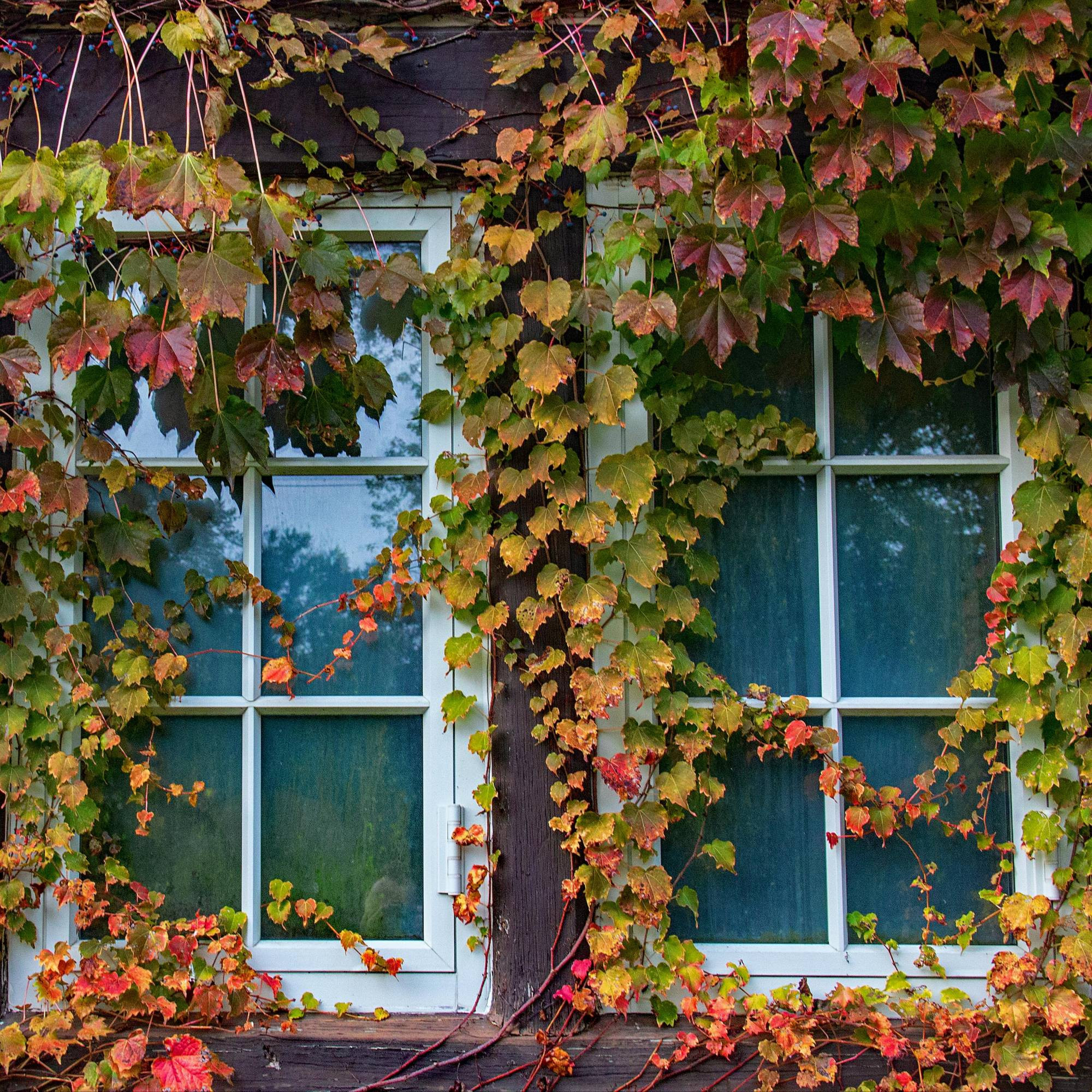 Two white windows without shutters and closed, with blue curtains.
A vine uncut with leaves in the colors of autumn ( some still green, yellow, orange, red ) that falls back on the glass.
📸: Frank Hill.