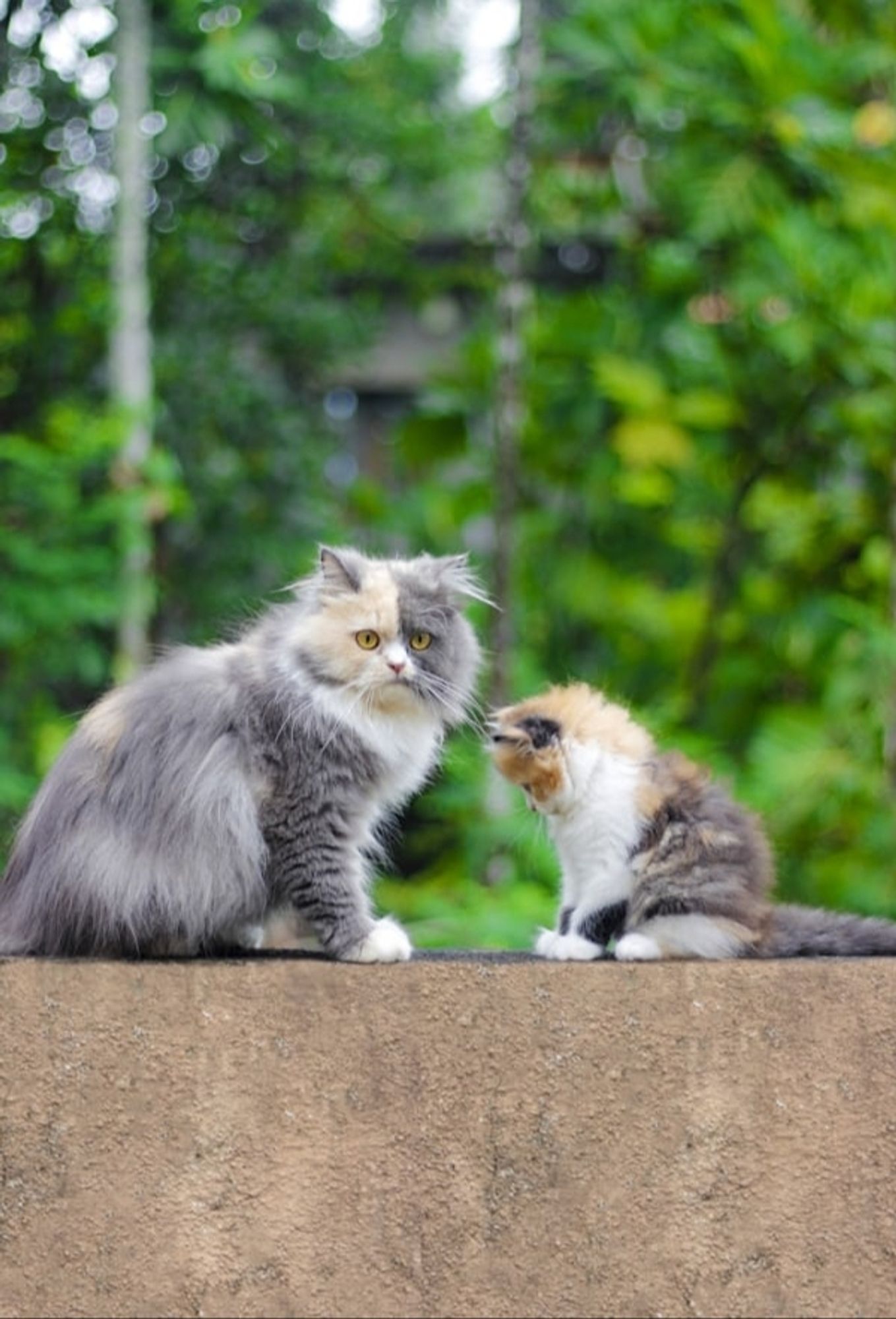 A long-haired grey and white cat with yellow eyes and a fluffy three-coloured kitten, sit opposite each other on a wall.
The big cat looks to his right and the little one has his head down.
📸: Nihal Karkala.