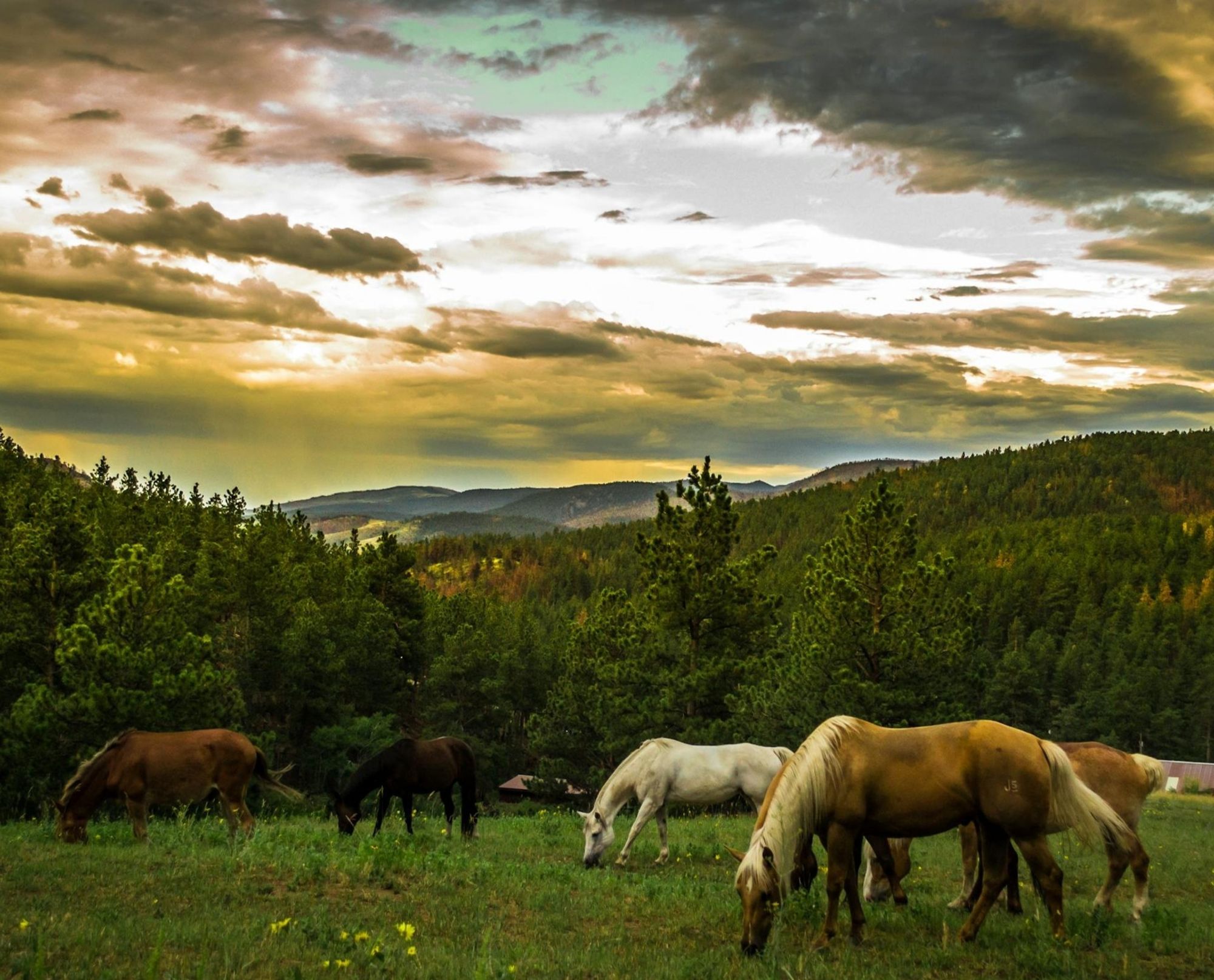 Horses grazing in a field, under a tormented sky with yellow, blue, and black clouds.
Behind, there are trees and mounts.
📸: Brian.