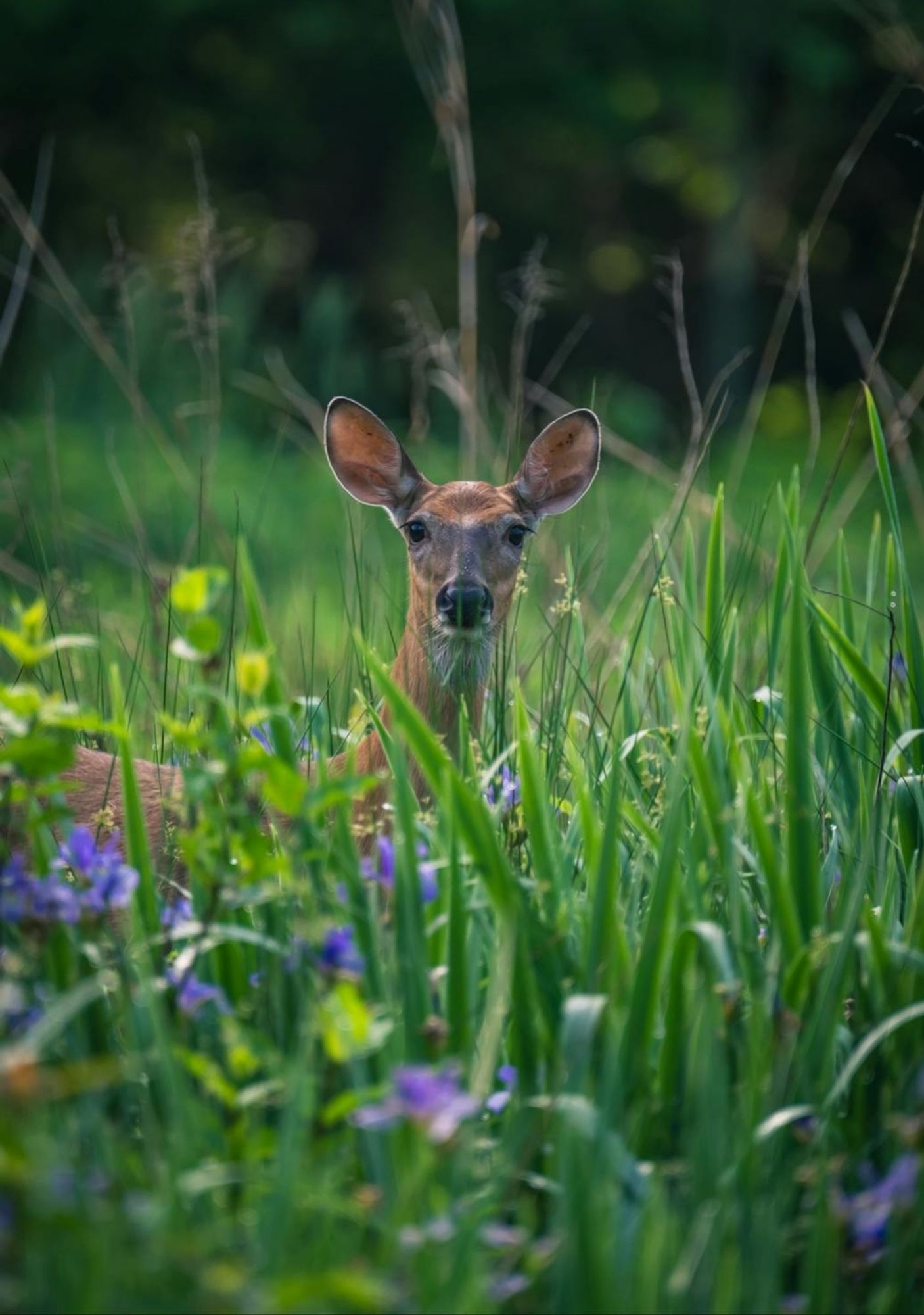 A deer whose head, neck and part of the back are only seen in tall green grass and flowers.
📸: Chris F.