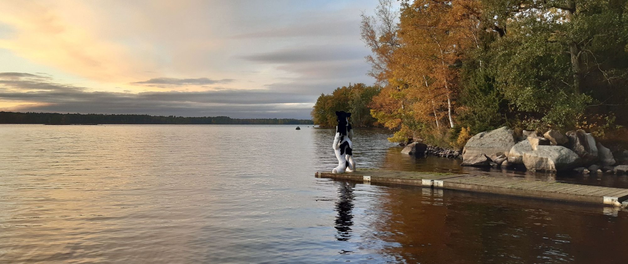 A black and white bovine fursuiter is looking out over a lake in the October sunset.