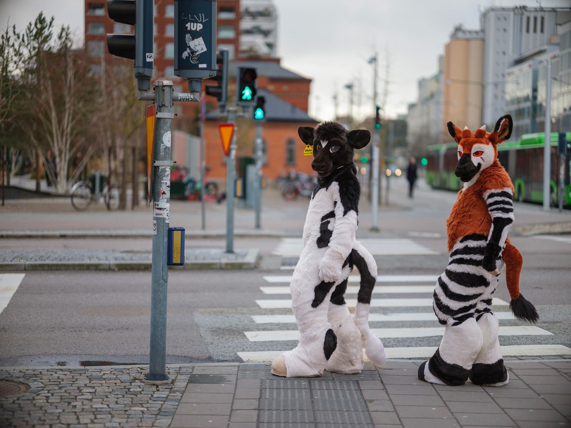 A black and white bovine fursuiter and an okapi fursuiter are standing next to a zebra crossing, but now they have their faces turned towards the camera, not seeing that the lights just changed to green.