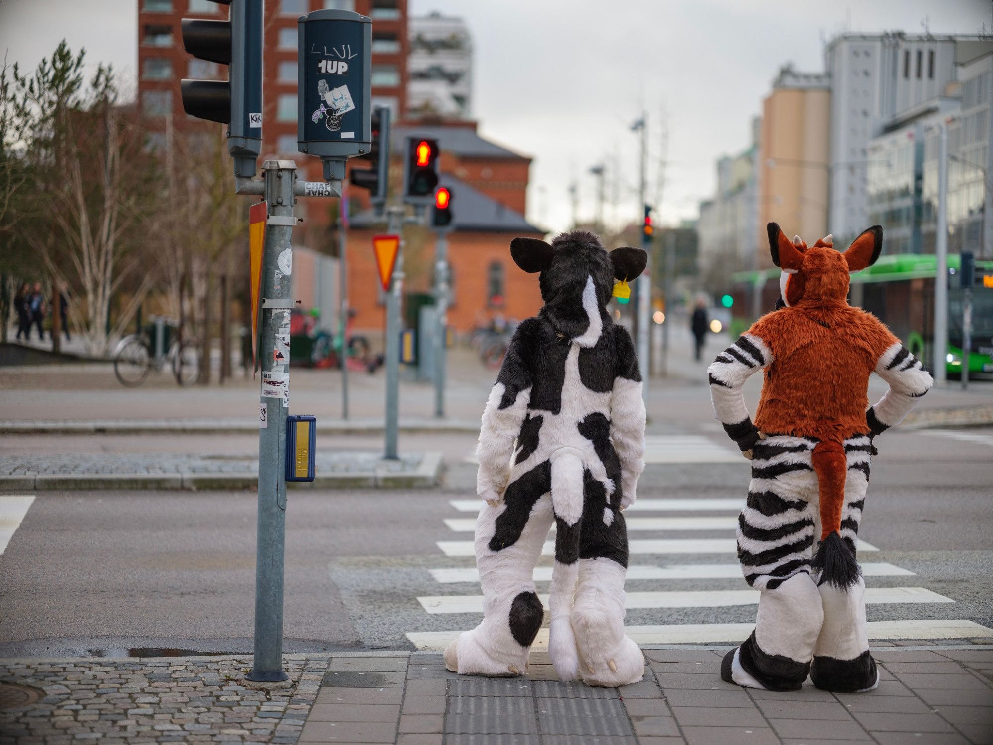 A black and white bovine fursuiter and an okapi fursuiter are standing next to a zebra crossing, waiting for the lights to turn green.