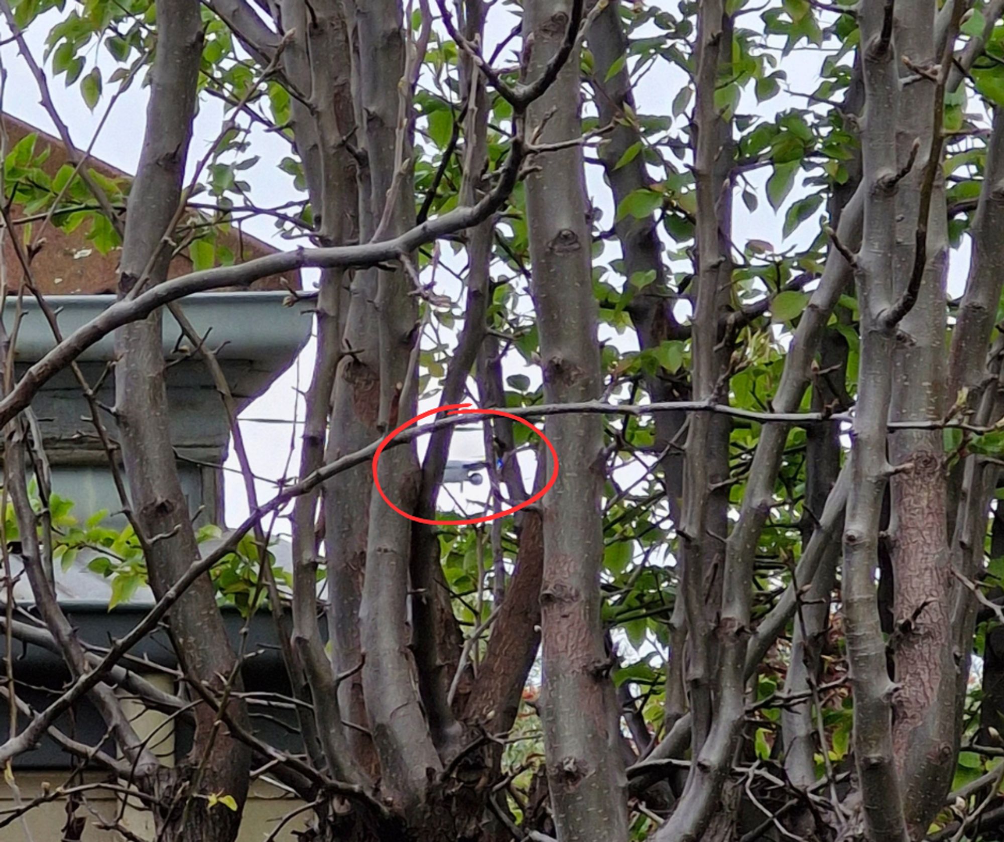 Drone hovering below roof height view between tree trunks.