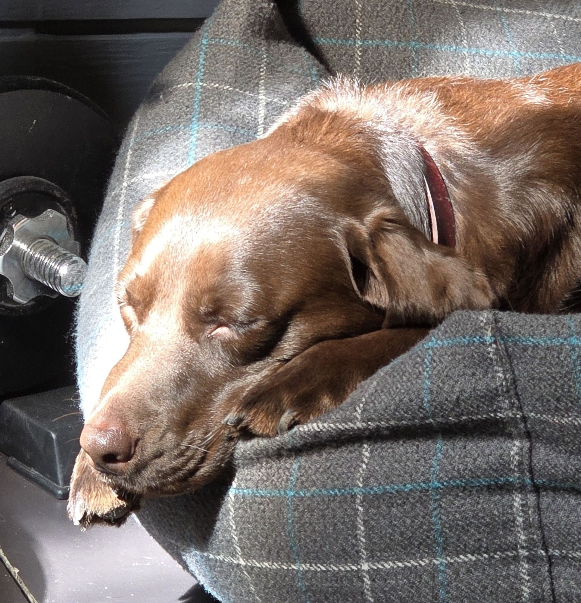 A brown Labrador sleeping in a ray of sunshine