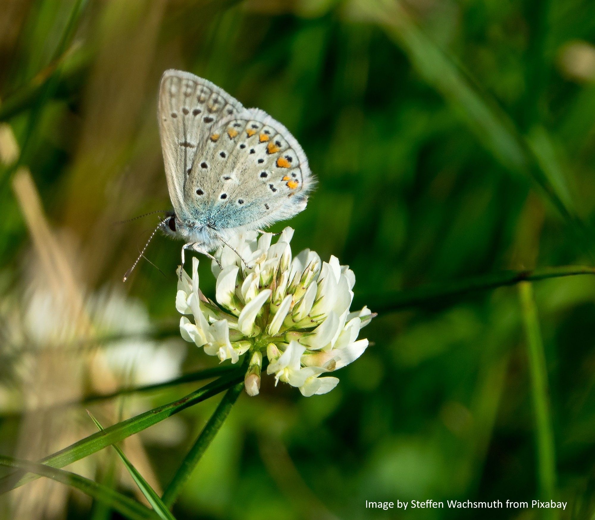 A Blue Butterfly feeding from a White Clover flower.