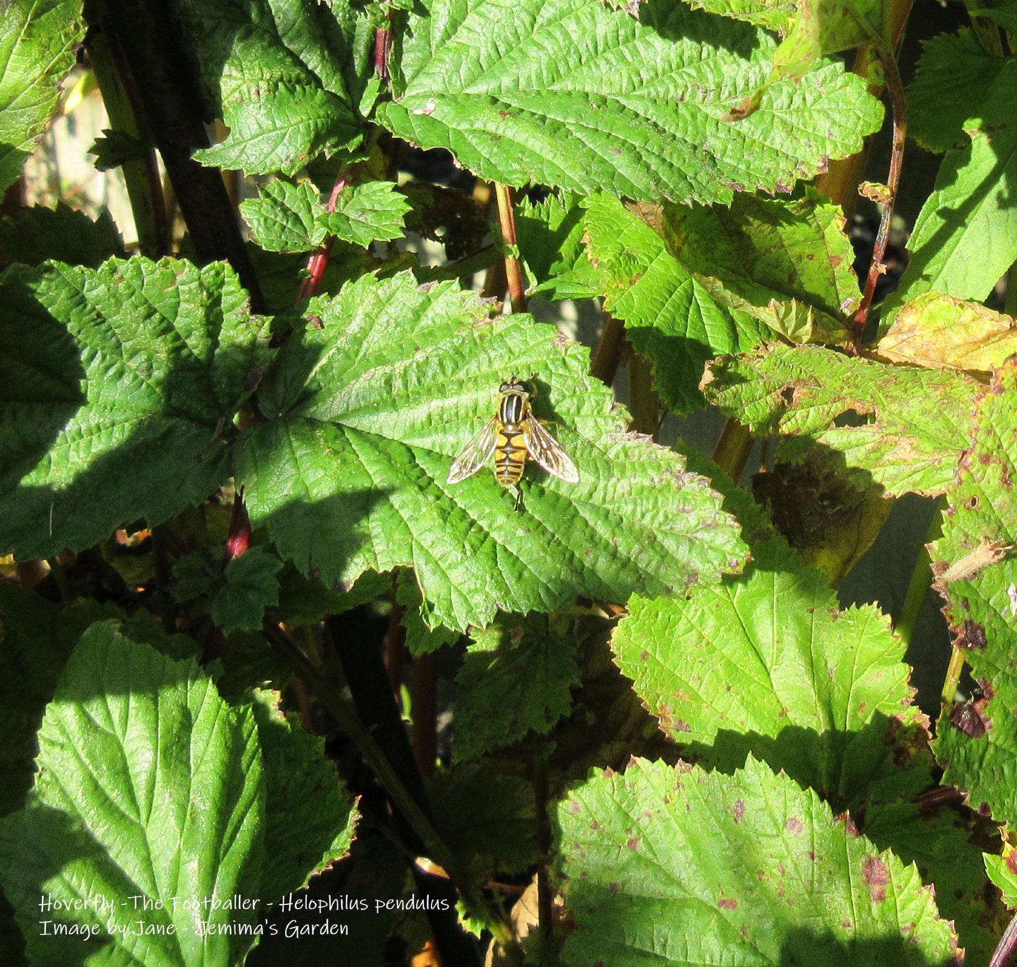 A Footballer Hoverfly, Helophilus pendulus on Meadowsweet leaves.
The Hoverfly has dark black/brown and yellow markings with stripes on its thorax which gave way to its Footballer name.