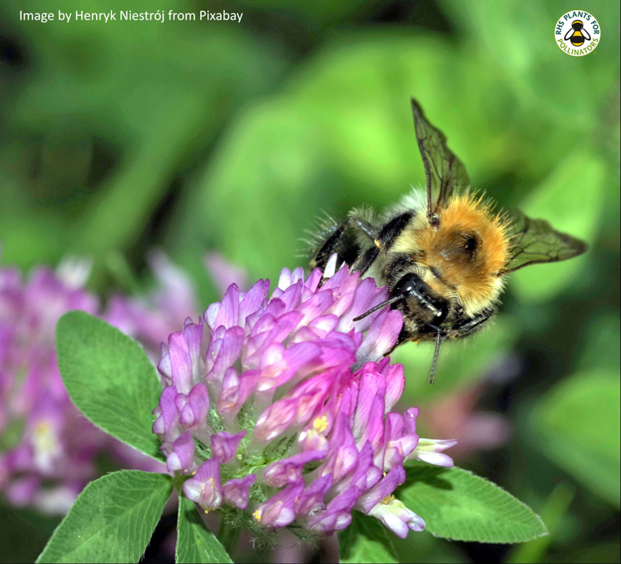 A Bumblebee feeding from a Red Clover flower.