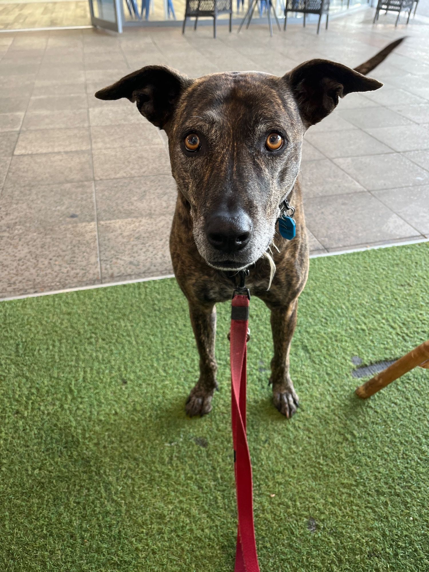 Dopey dog, waiting (impatiently) for me to finish my coffee