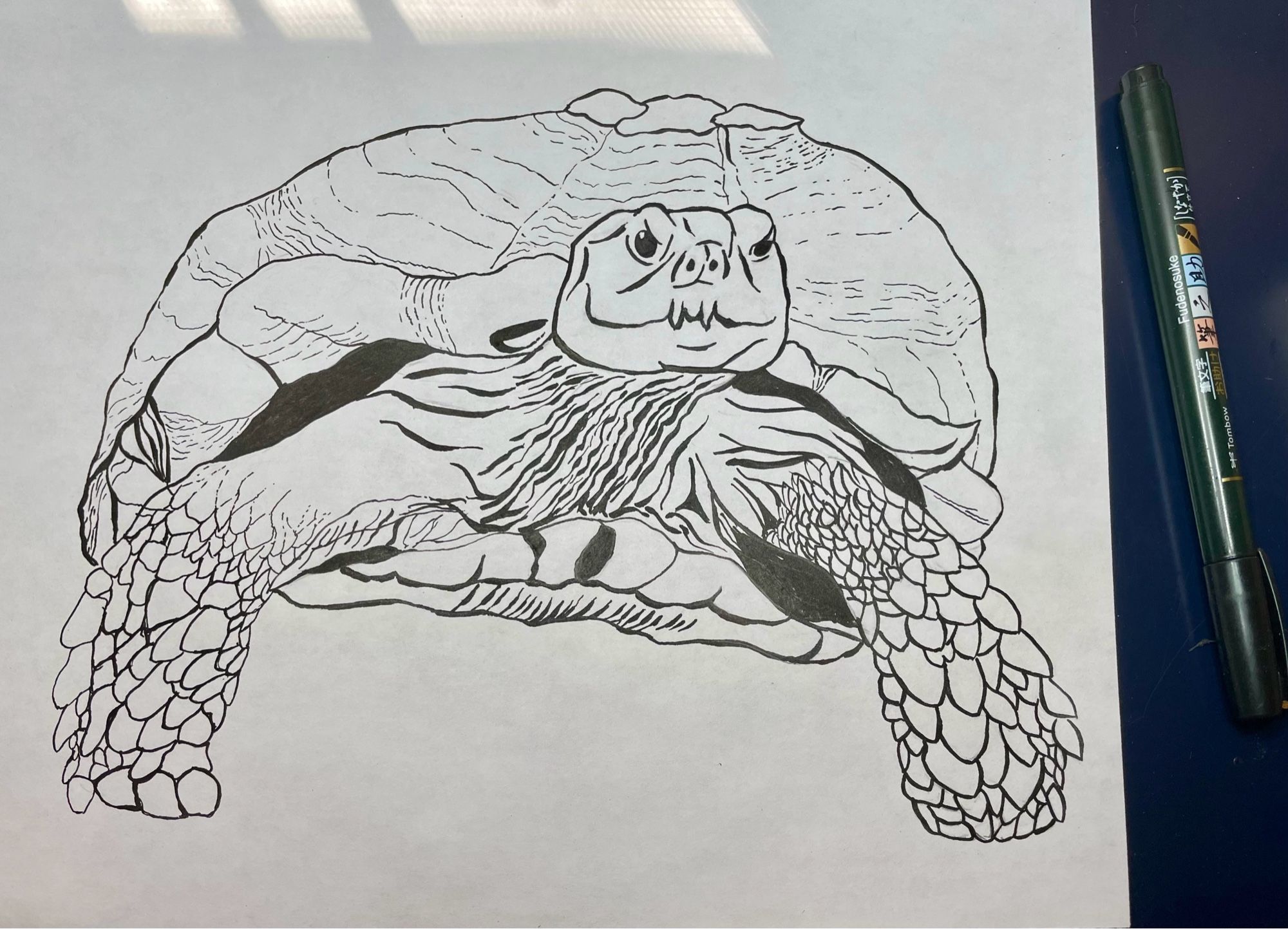 A sketch of Jeremy the tortoise in black ink on plain white paper. It’s sitting on a blue desk with a black, gold label tombow fudensuke brush pen to its right