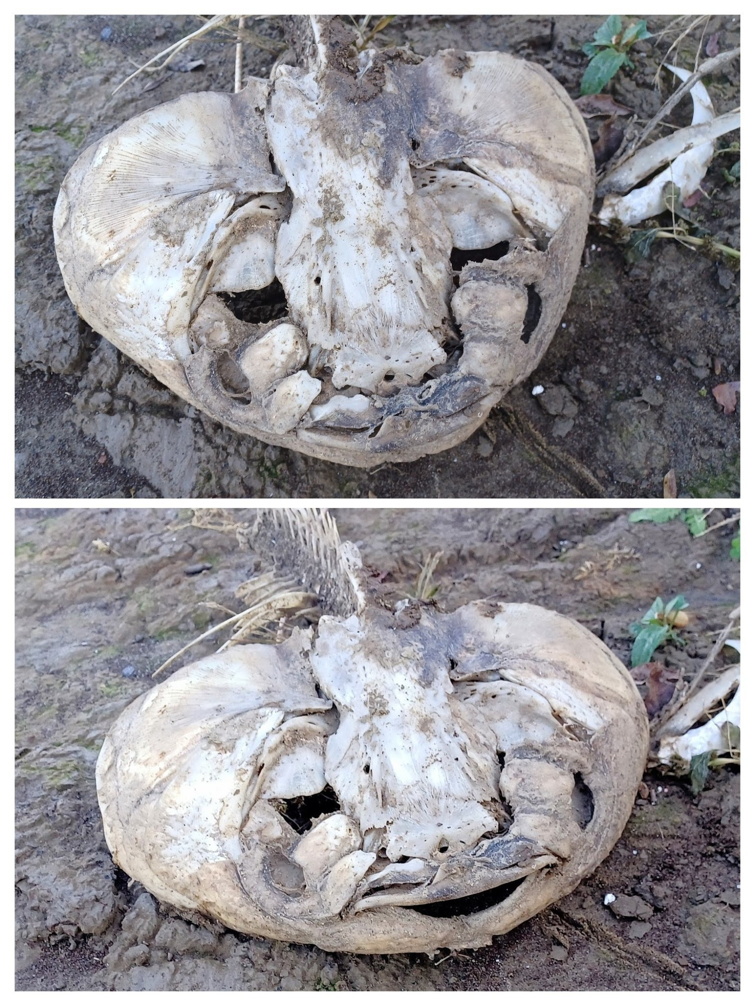 A confusing maybe fish skull that is broad and flat and shaped like a smiling jack-o-lantern run over by something. It is sitting on the muddy banks of the Ohio River.